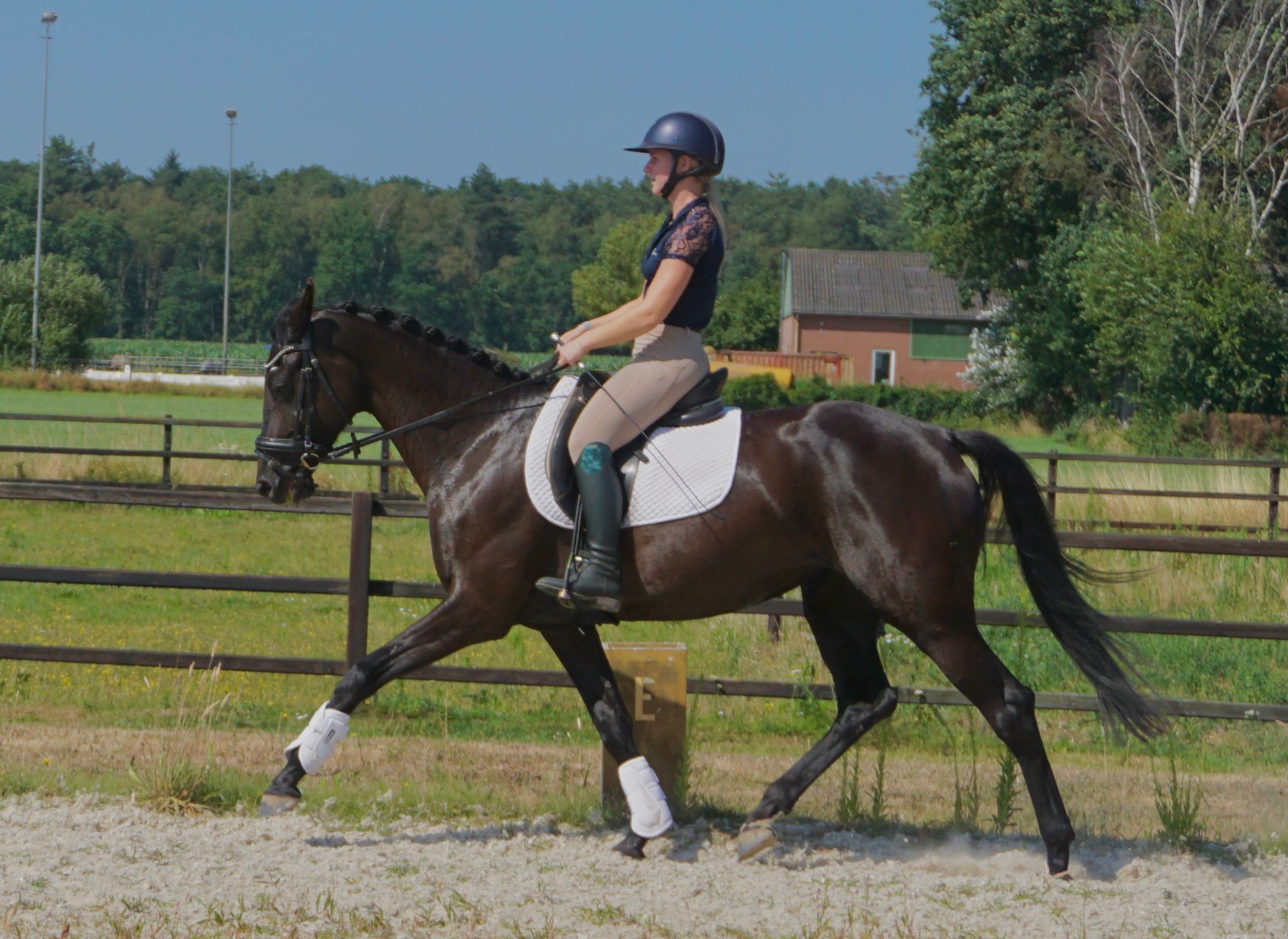 kwpn dressuurpaard merrie 4 years old donkerbruin for sale - Main photo
