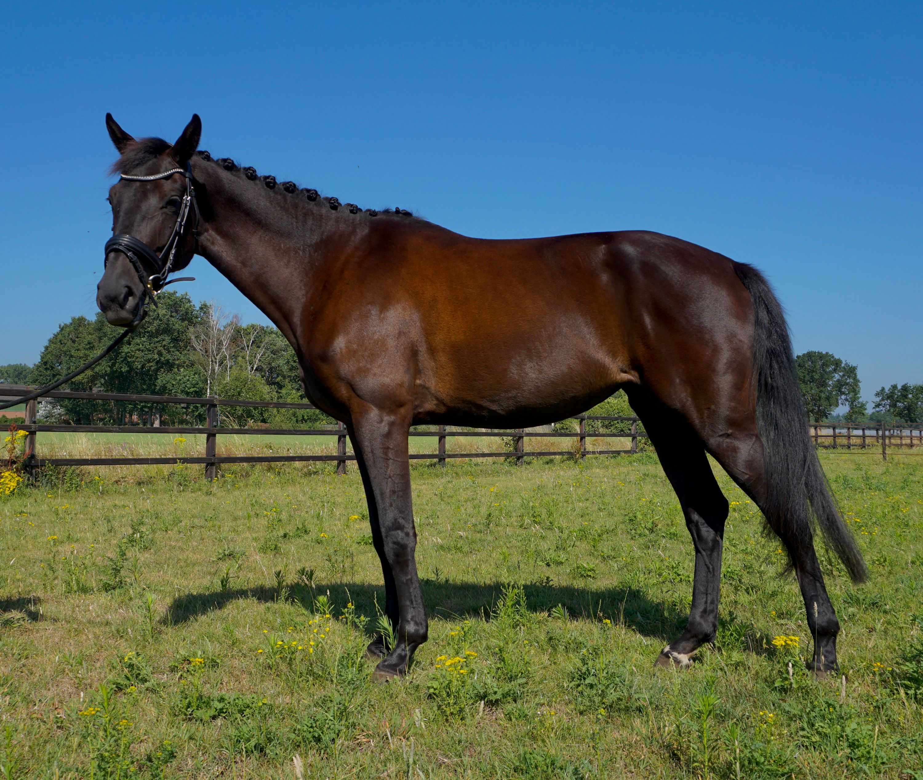 kwpn dressuurpaard merrie 4 years old donkerbruin for sale - Photo 6