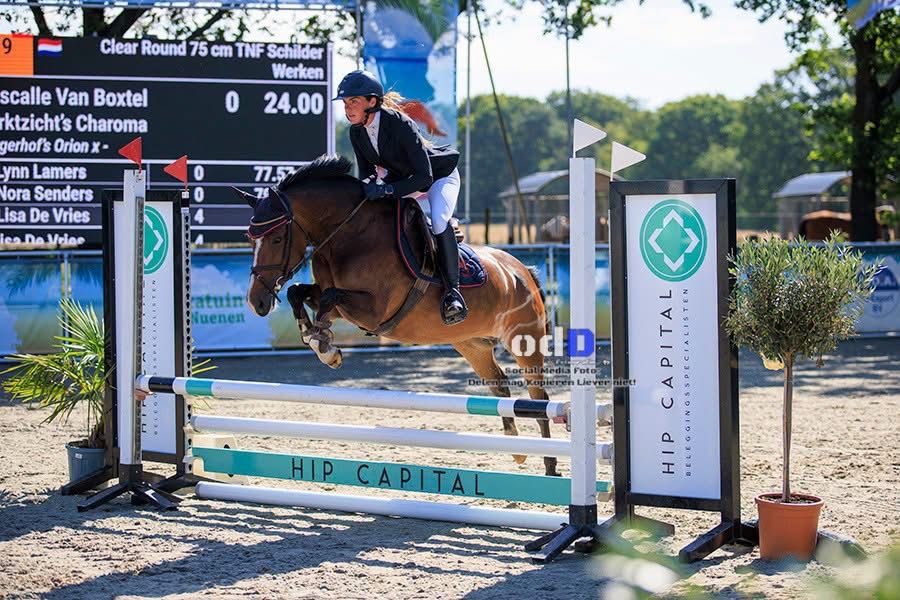 The best-behaved New Forest schoolmaster/competition pony