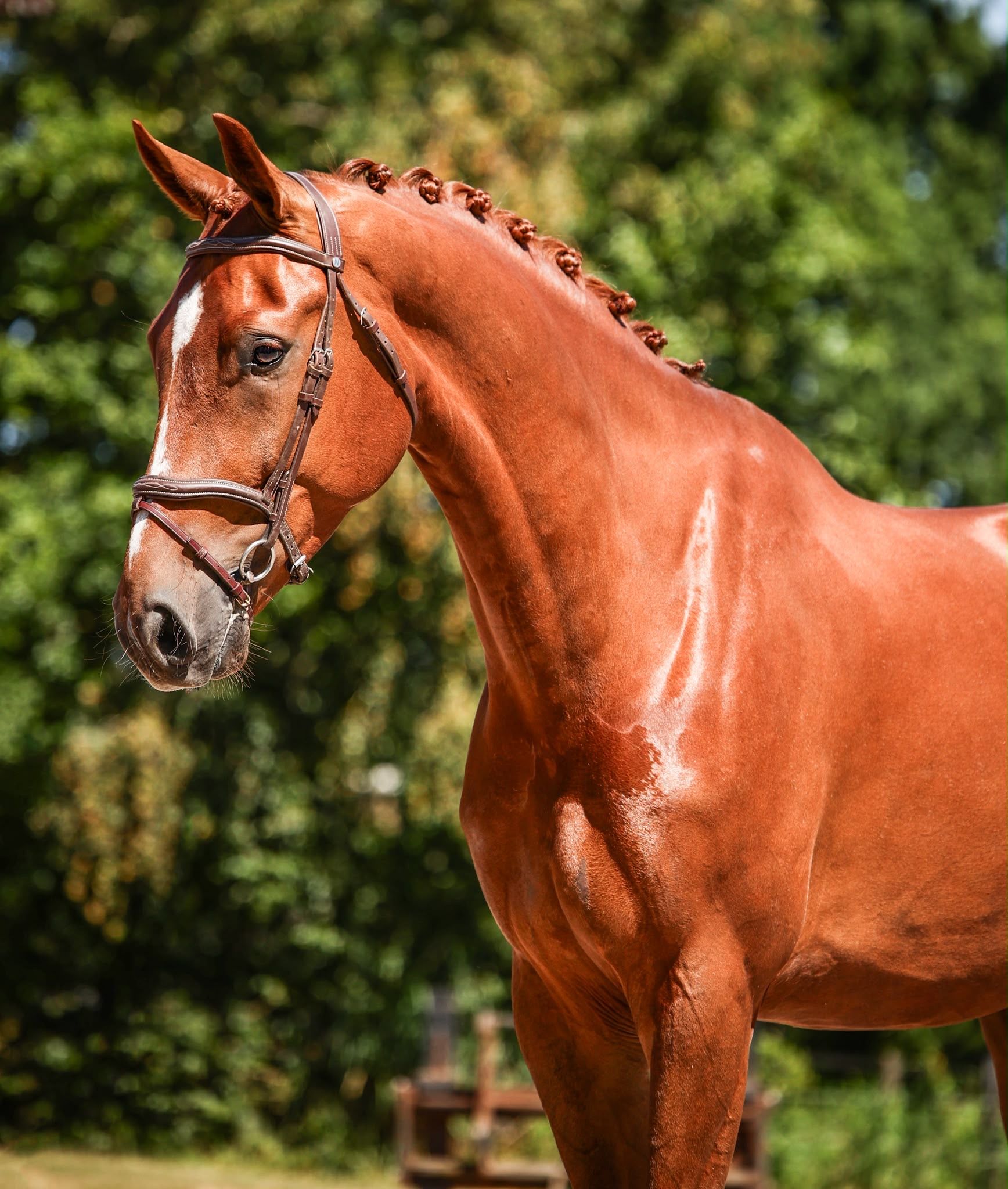 kwpn dressuurpaard ruin 4 anni vos in vendita - Foto 2