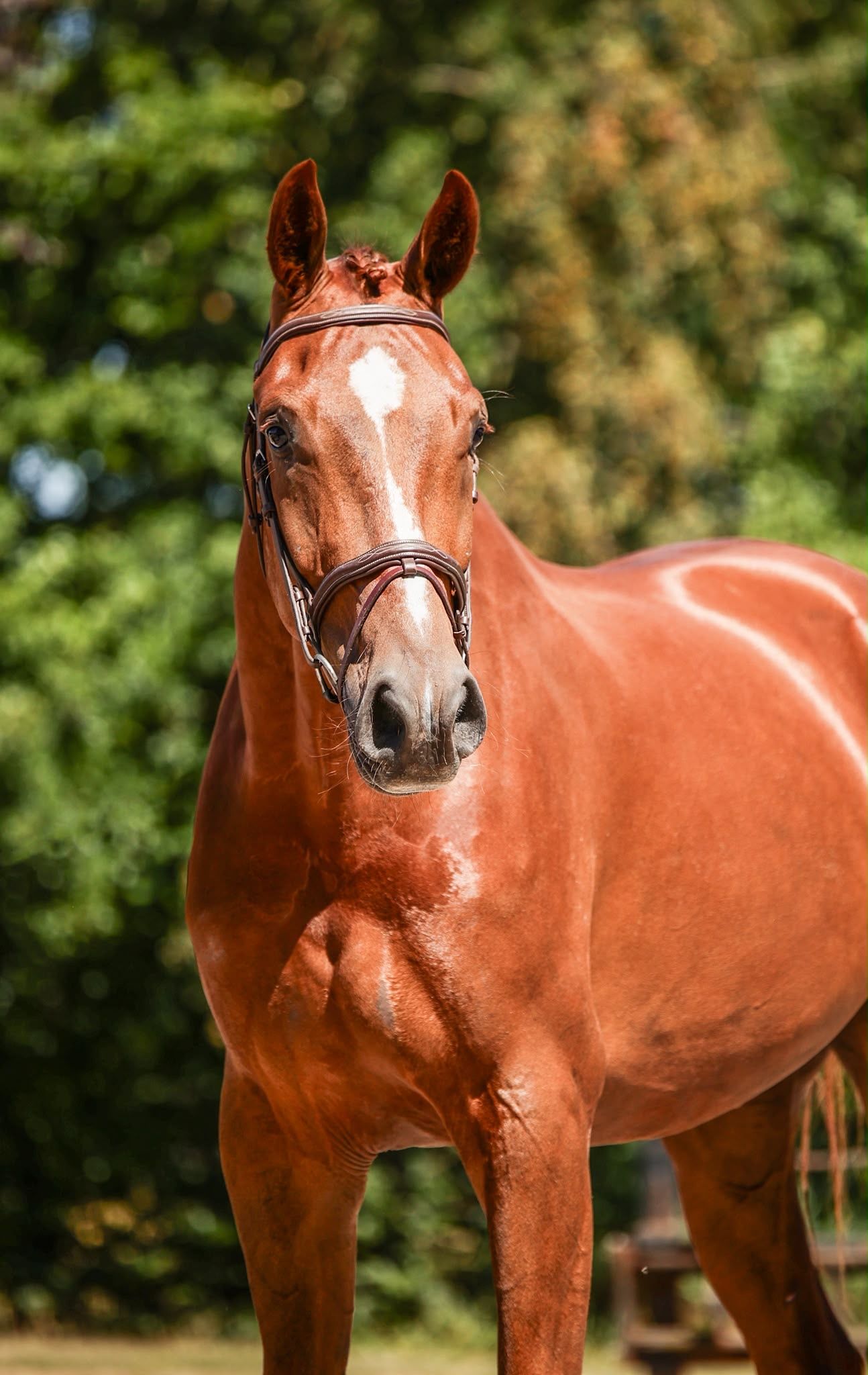 kwpn dressuurpaard ruin 4 anni vos in vendita - Foto 5
