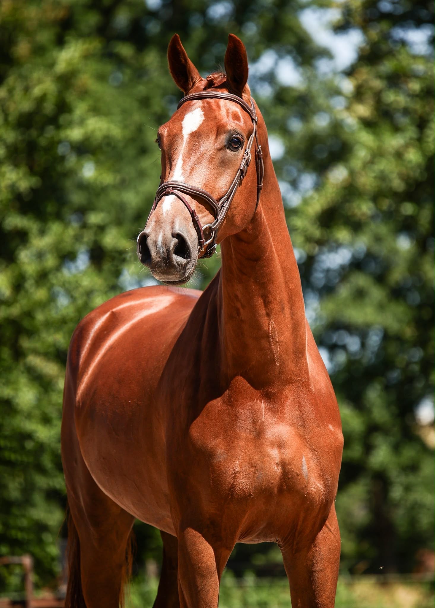 kwpn dressuurpaard ruin 4 anni vos in vendita - Foto 3