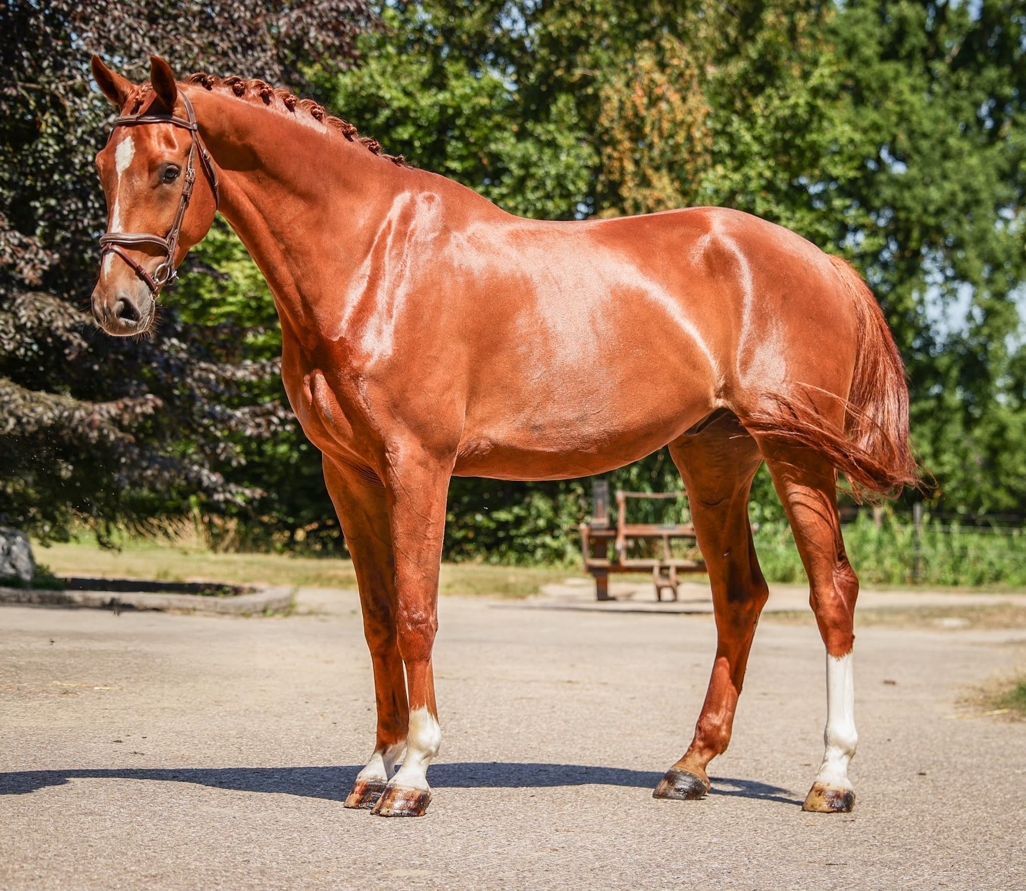 Promising 4-year-old Negro gelding | L1 Dressage | First introduction to eventing.