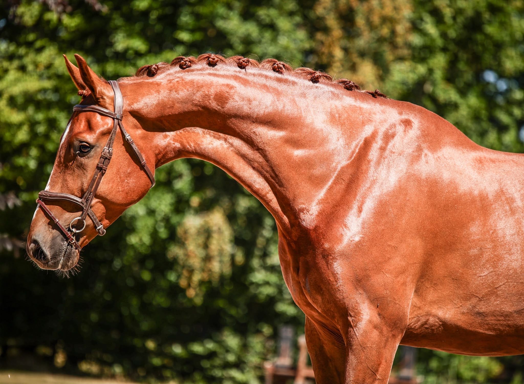 kwpn dressuurpaard ruin 4 anni vos in vendita - Foto 4