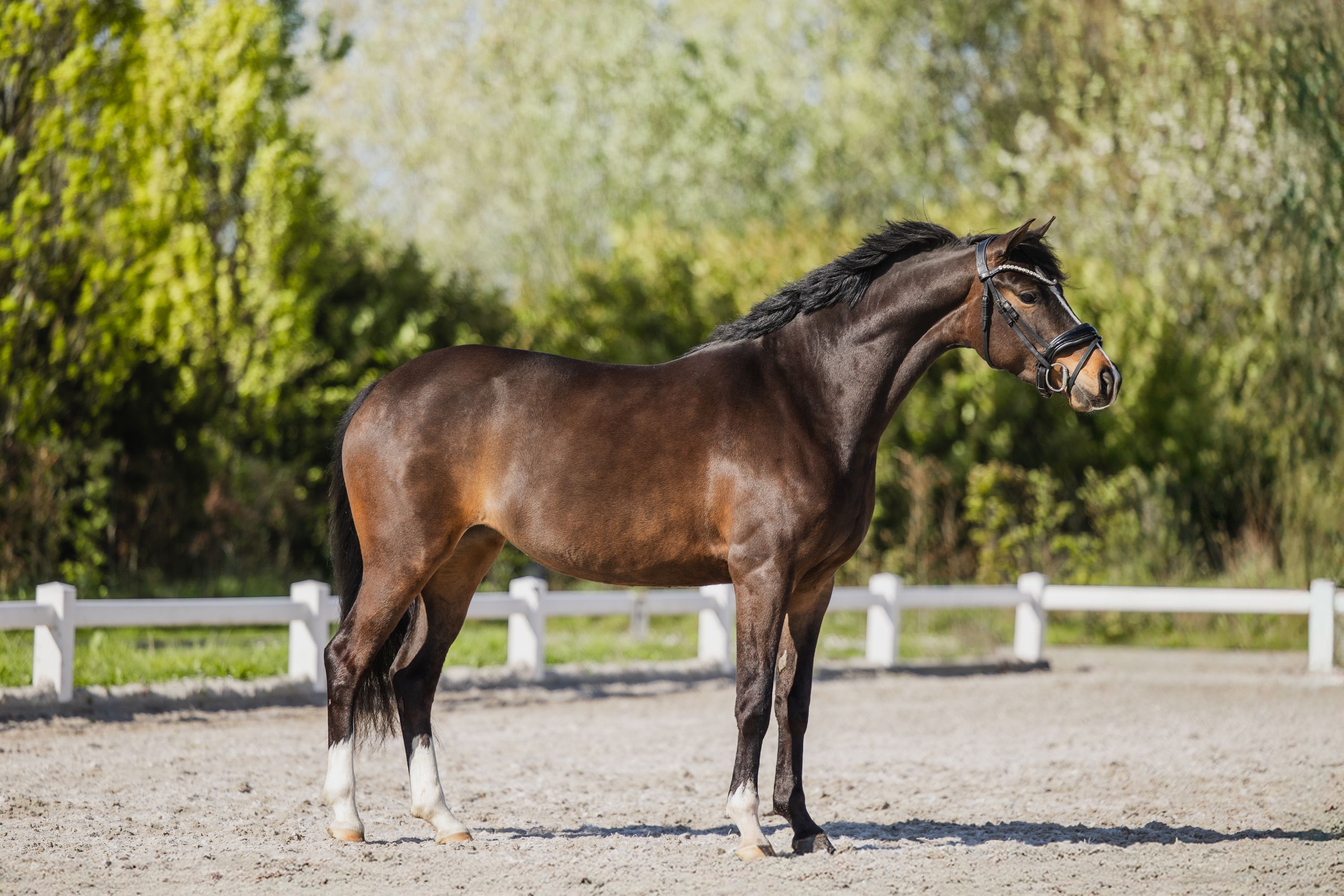 welsh dressuurpony merrie 5 jaar bruin te koop - Foto 3