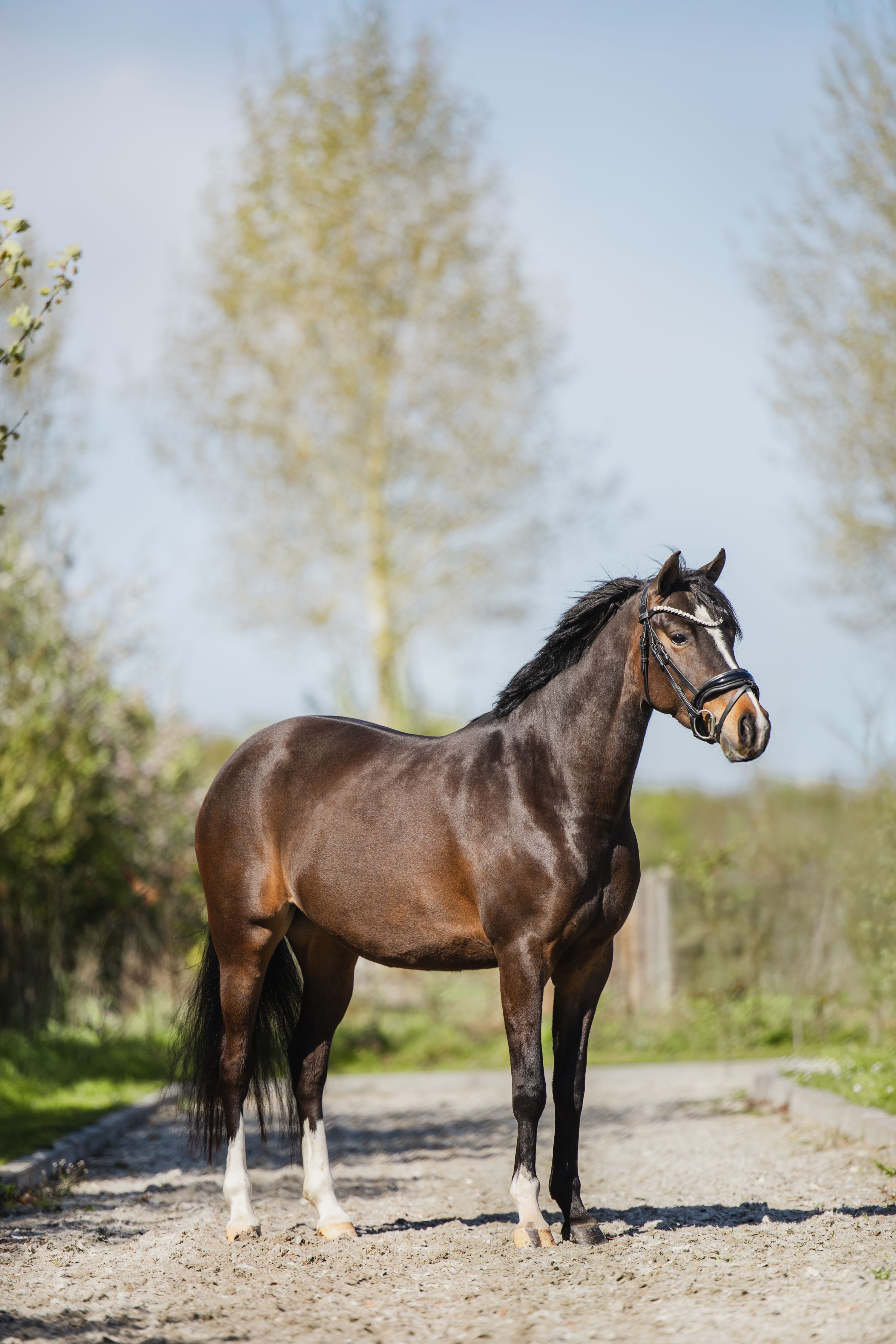 welsh dressuurpony merrie 5 jaar bruin te koop - Foto 2