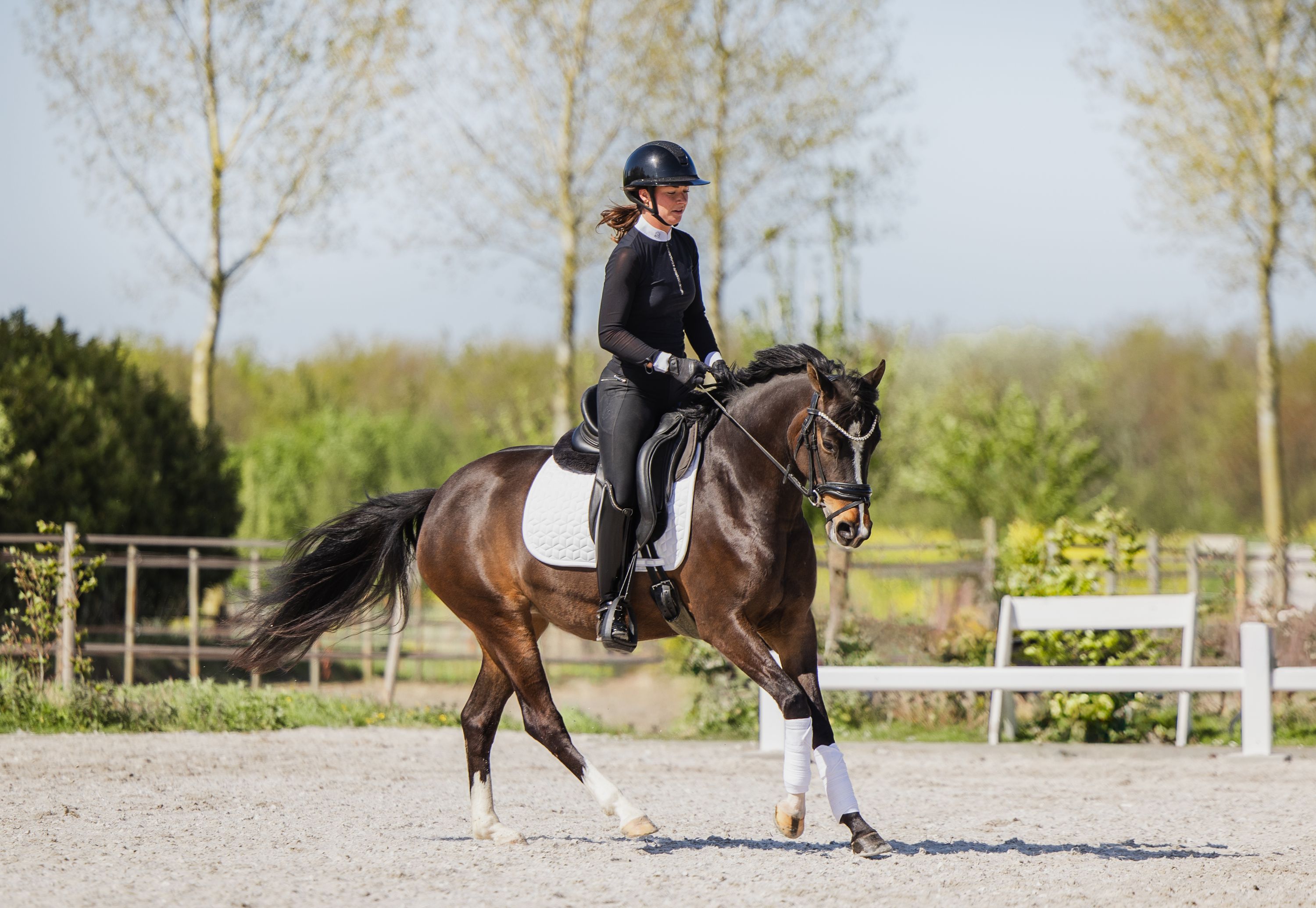 welsh dressuurpony merrie 5 jaar bruin te koop - Foto 4