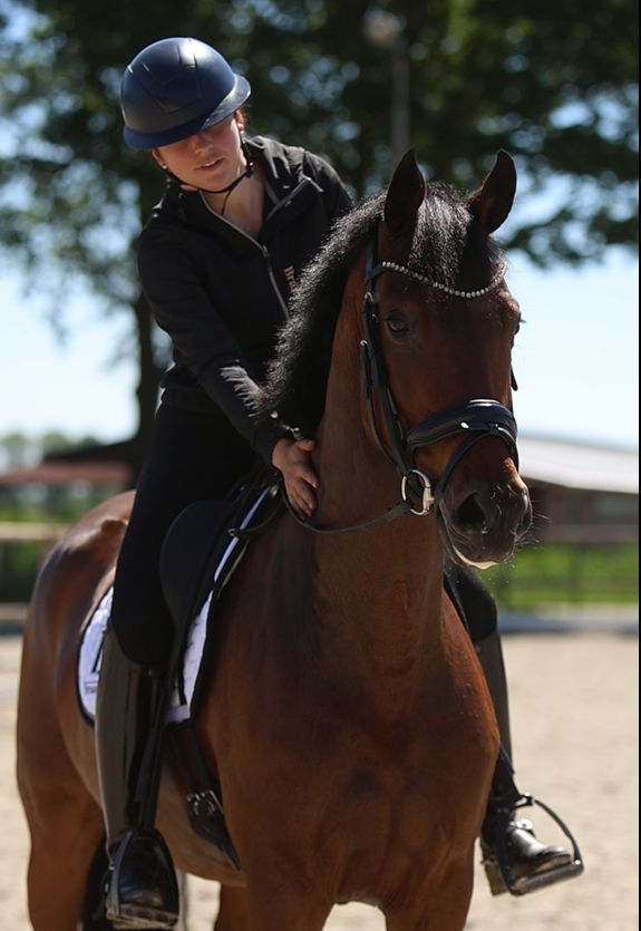 5-year-old Desperado mare