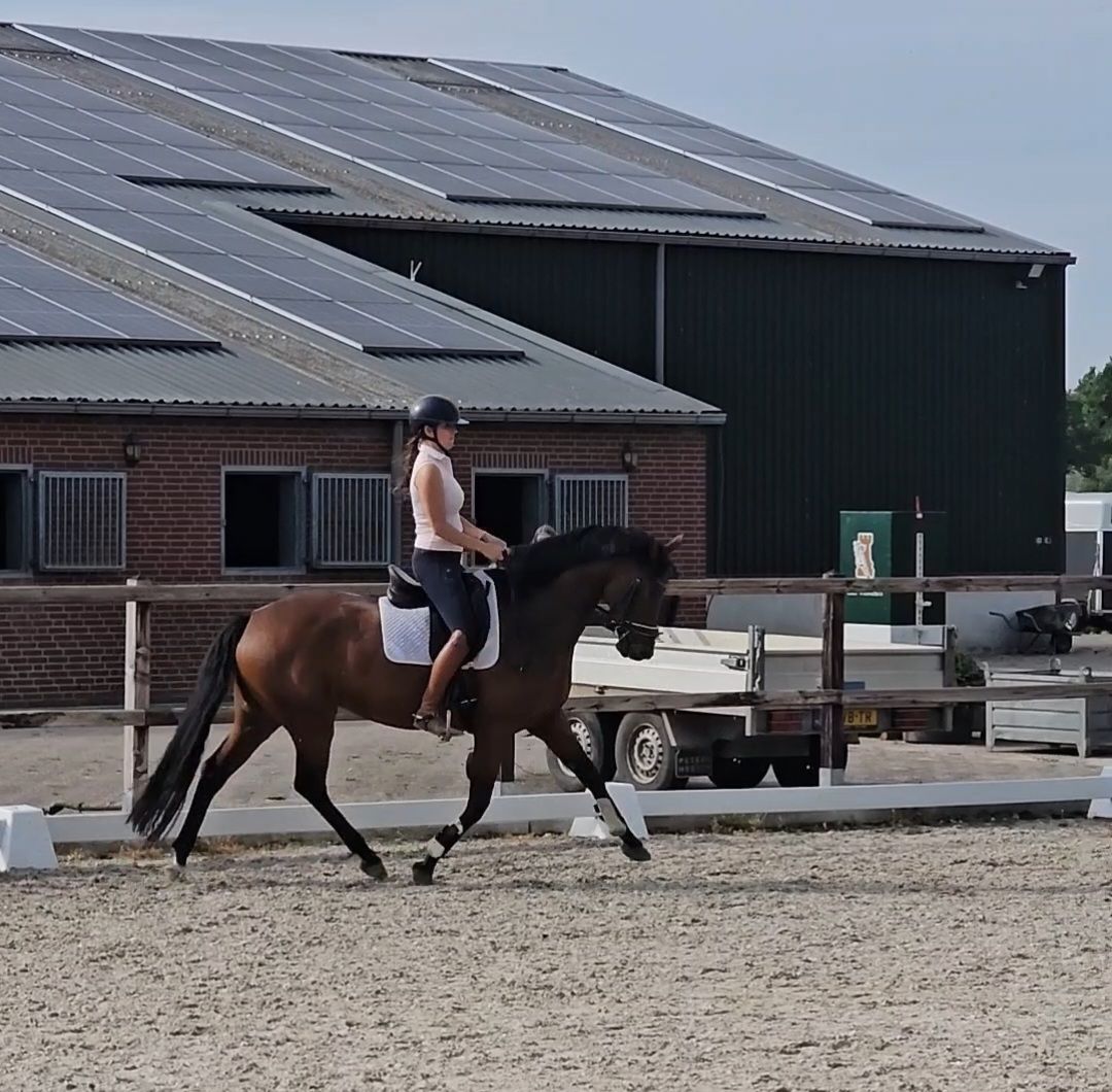 kwpn dressuurpaard merrie 5 år bruin till salu - Foto 2