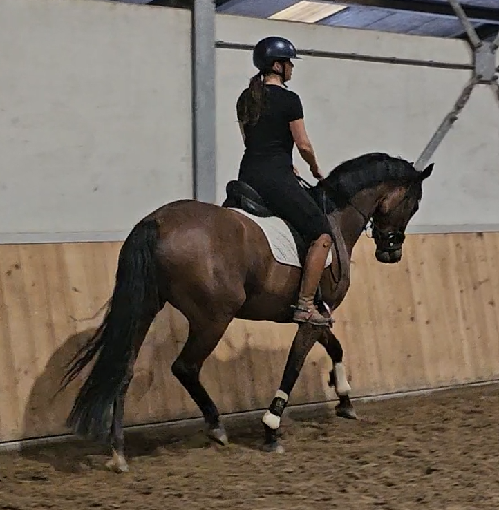 kwpn dressuurpaard merrie 5 år bruin till salu - Foto 3