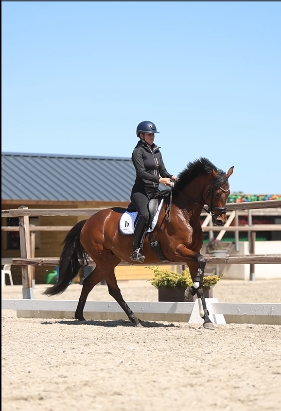 kwpn dressuurpaard merrie 5 år bruin till salu - Foto 4