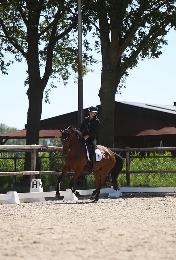 kwpn dressuurpaard merrie 5 år bruin till salu - Foto 5
