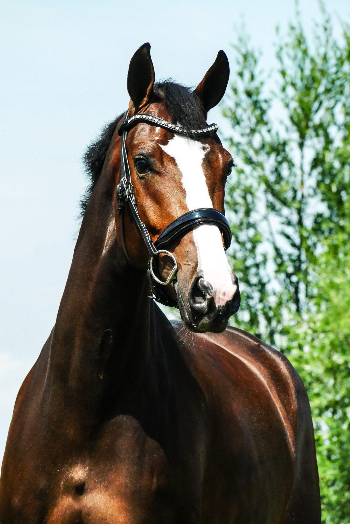 Talented 5-year-old mare by Jameson RS2