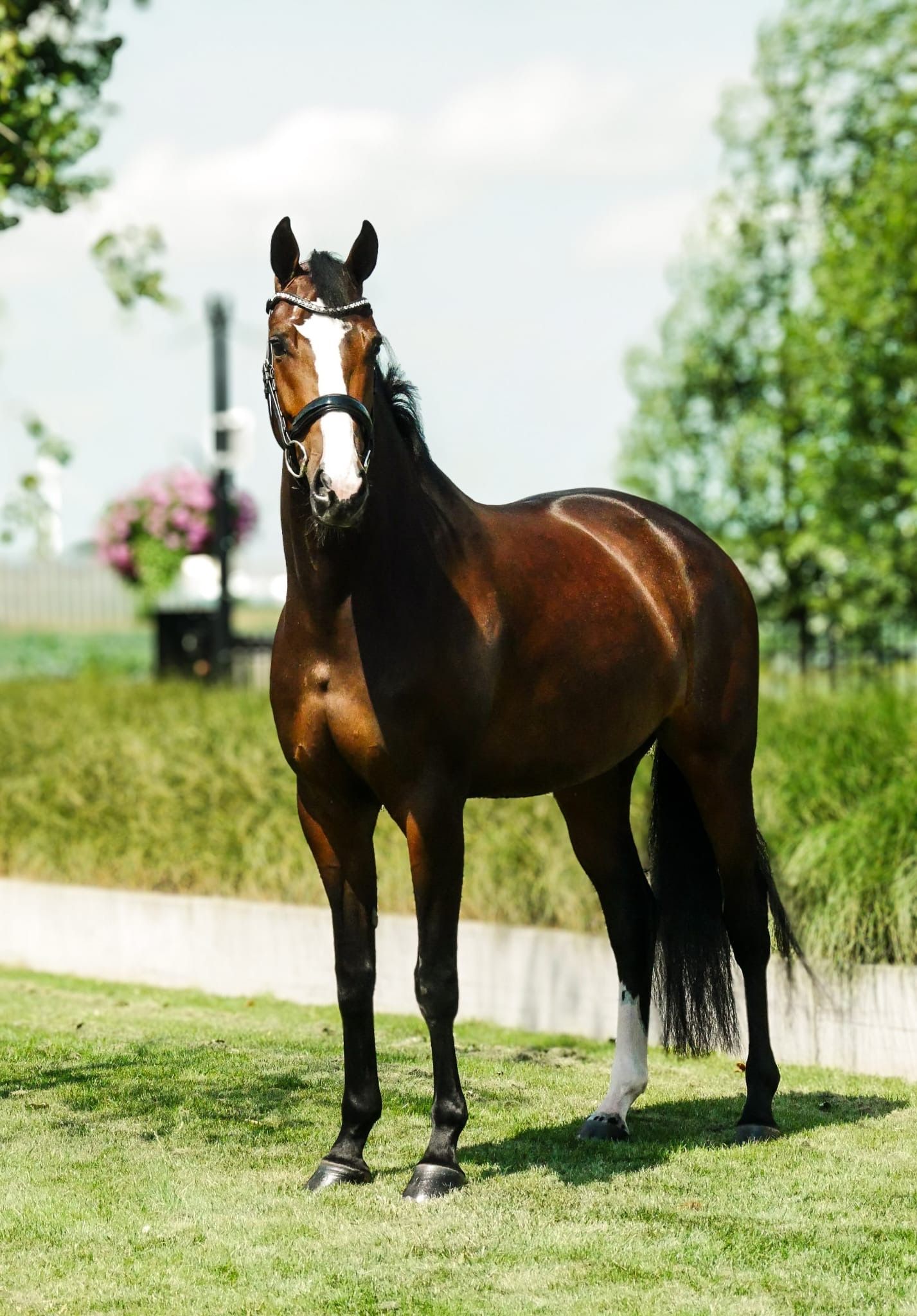 kwpn dressuurpaard merrie 5 years old donkerbruin for sale - Photo 2