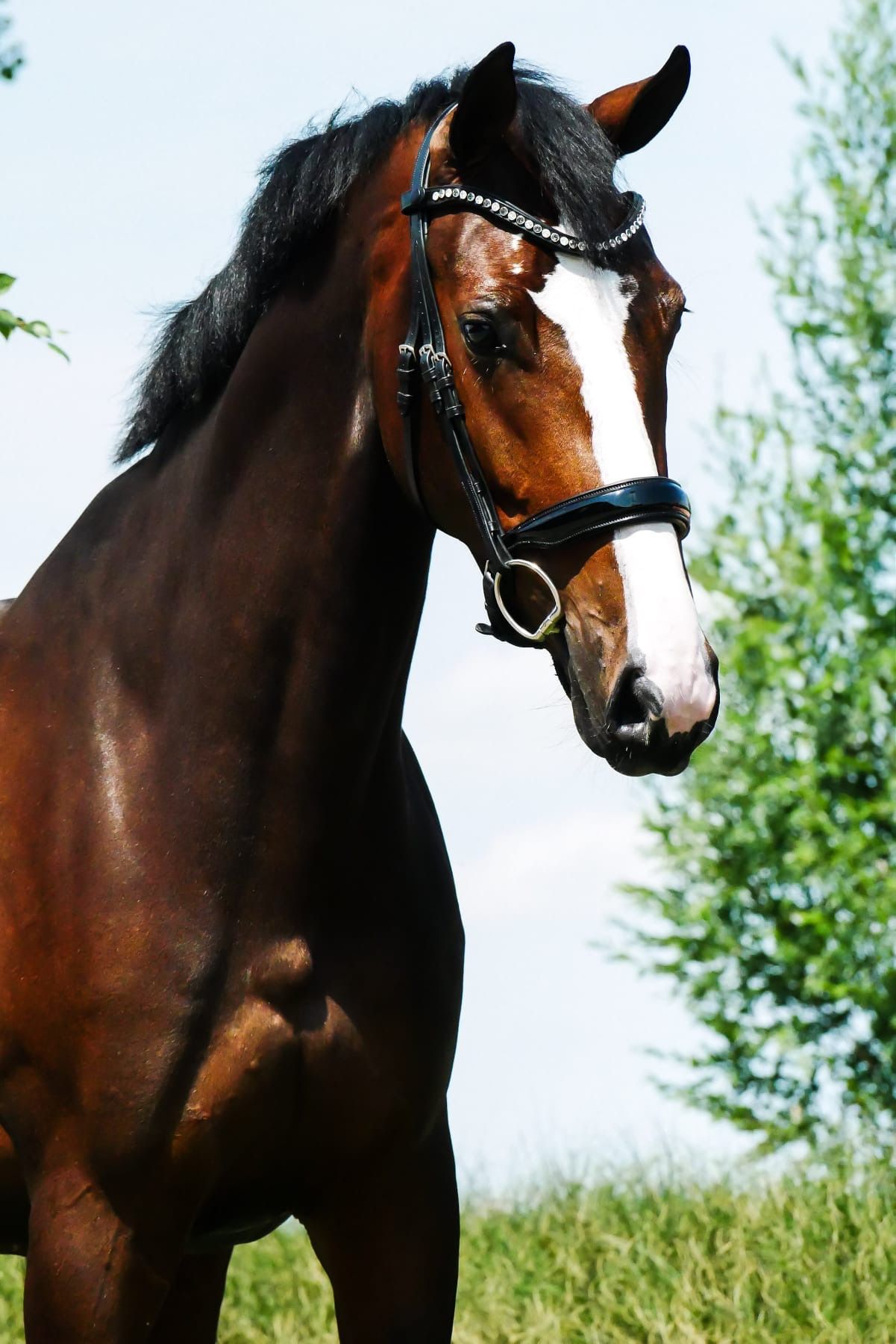 kwpn dressuurpaard merrie 5 years old donkerbruin for sale - Photo 3