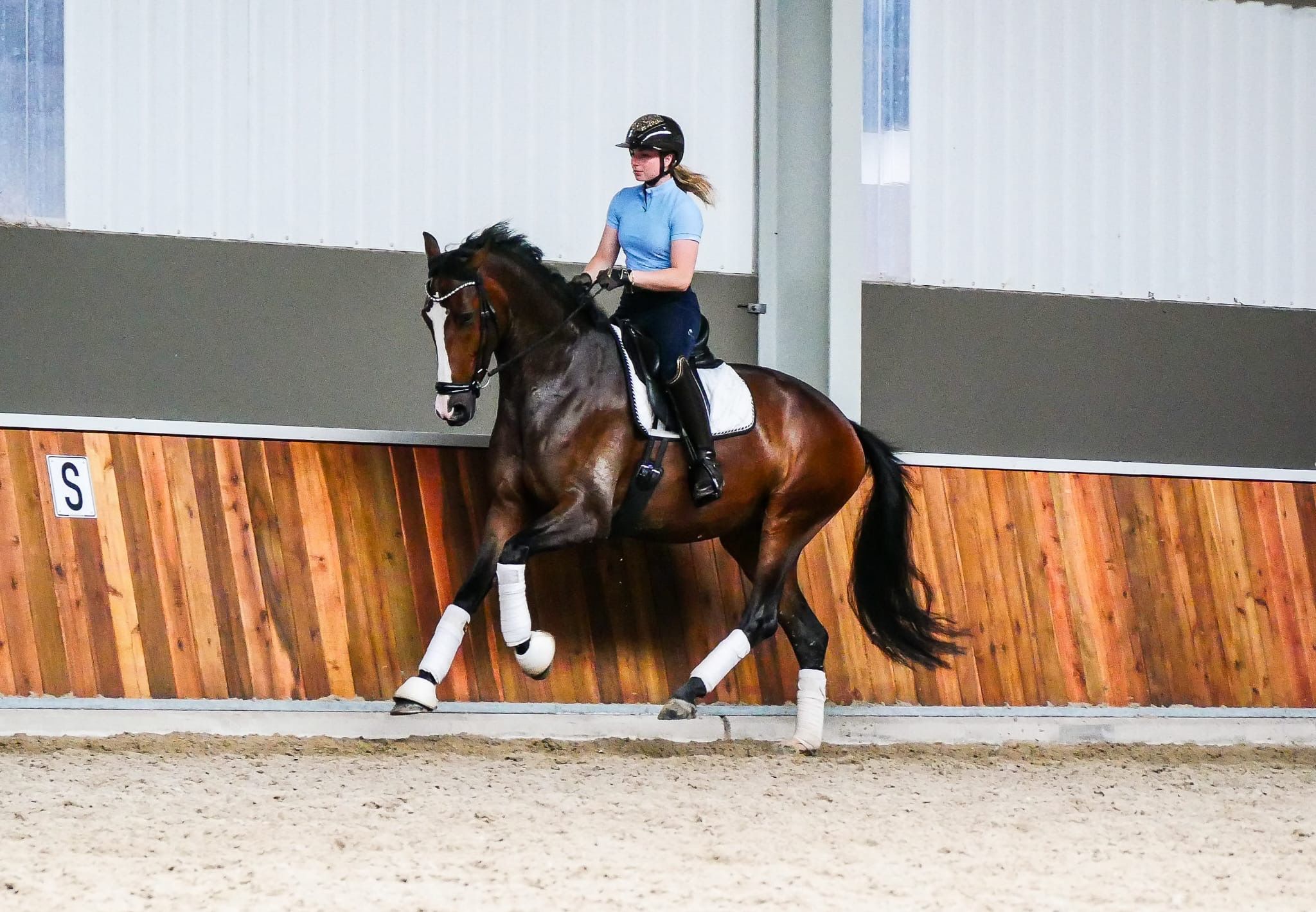 kwpn dressuurpaard merrie 5 years old donkerbruin for sale - Photo 5