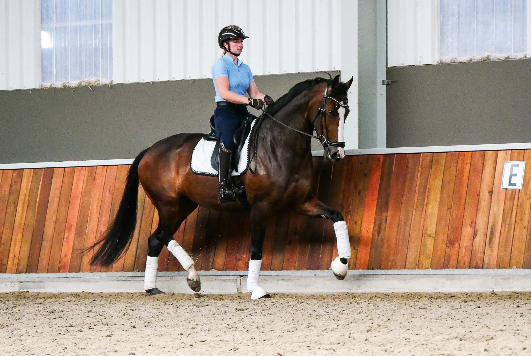 kwpn dressuurpaard merrie 5 years old donkerbruin for sale - Photo 4