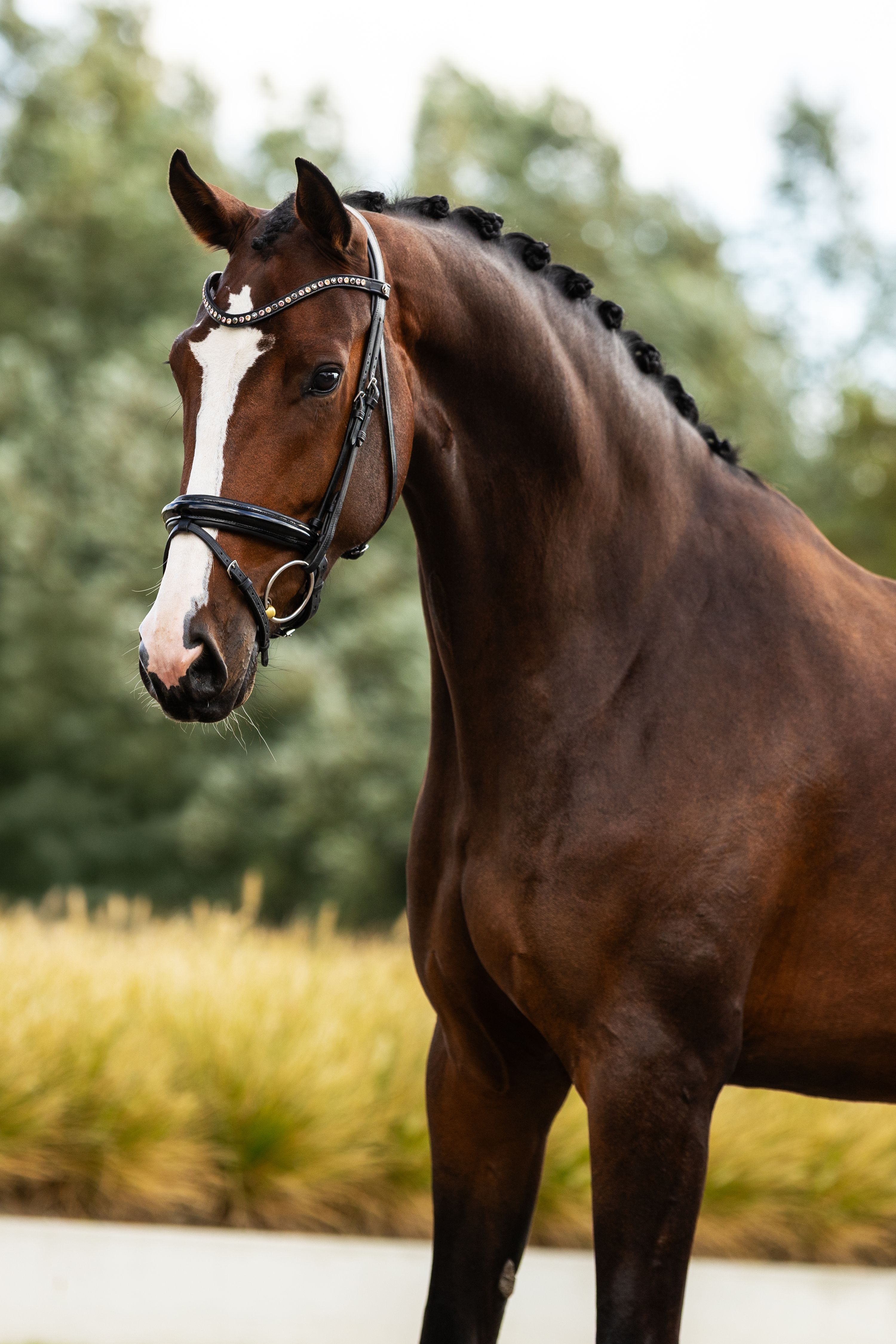 kwpn dressuurpaard merrie 5 years old donkerbruin for sale - Photo 6