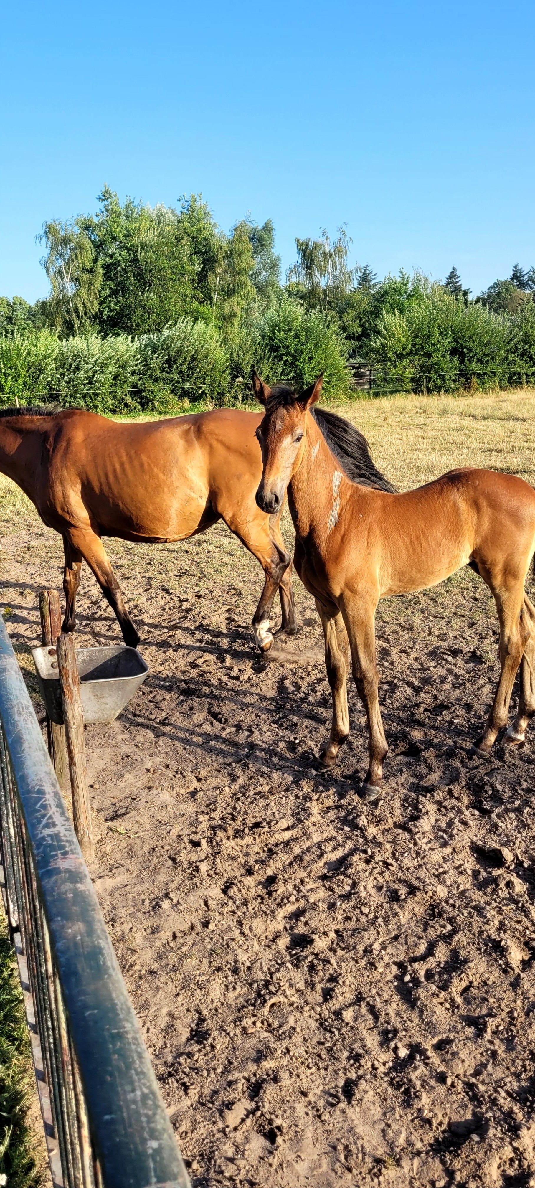 zangersheide springpaard hengst for sale - Photo 2