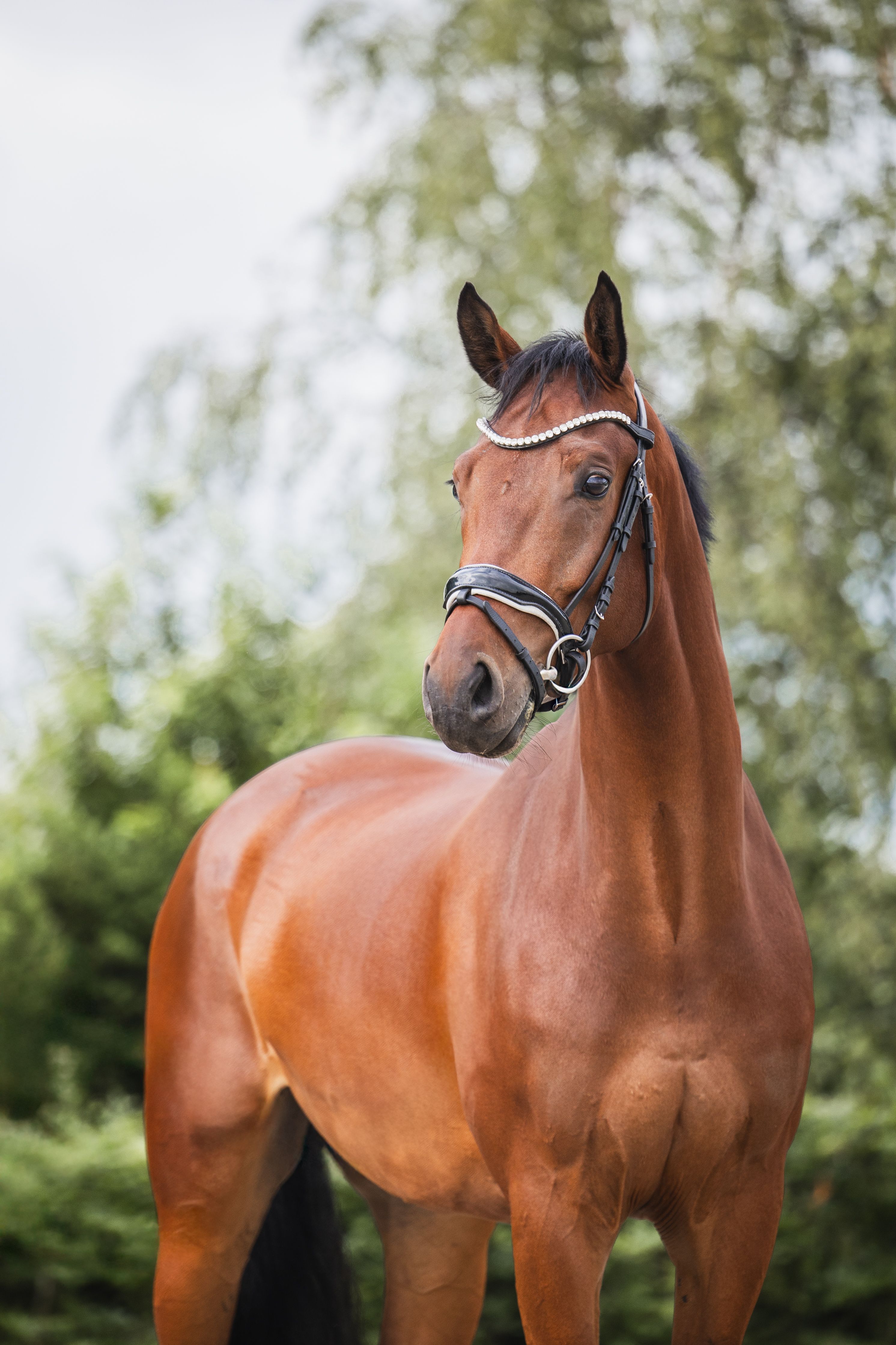 zangersheide dressuurpaard ruin 5 ans bruin à vendre - Photo 4