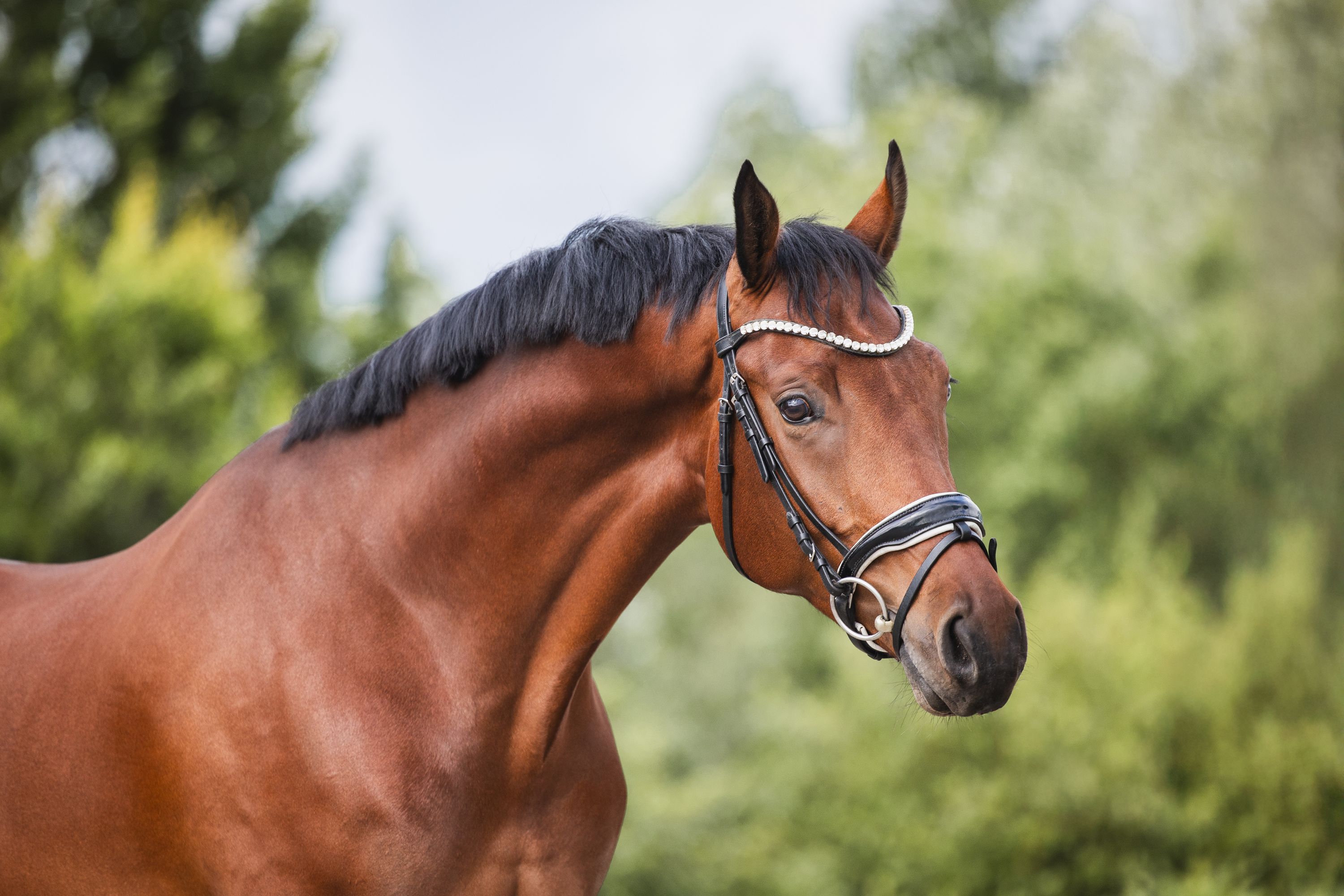 zangersheide dressuurpaard ruin 5 ans bruin à vendre - Photo 3