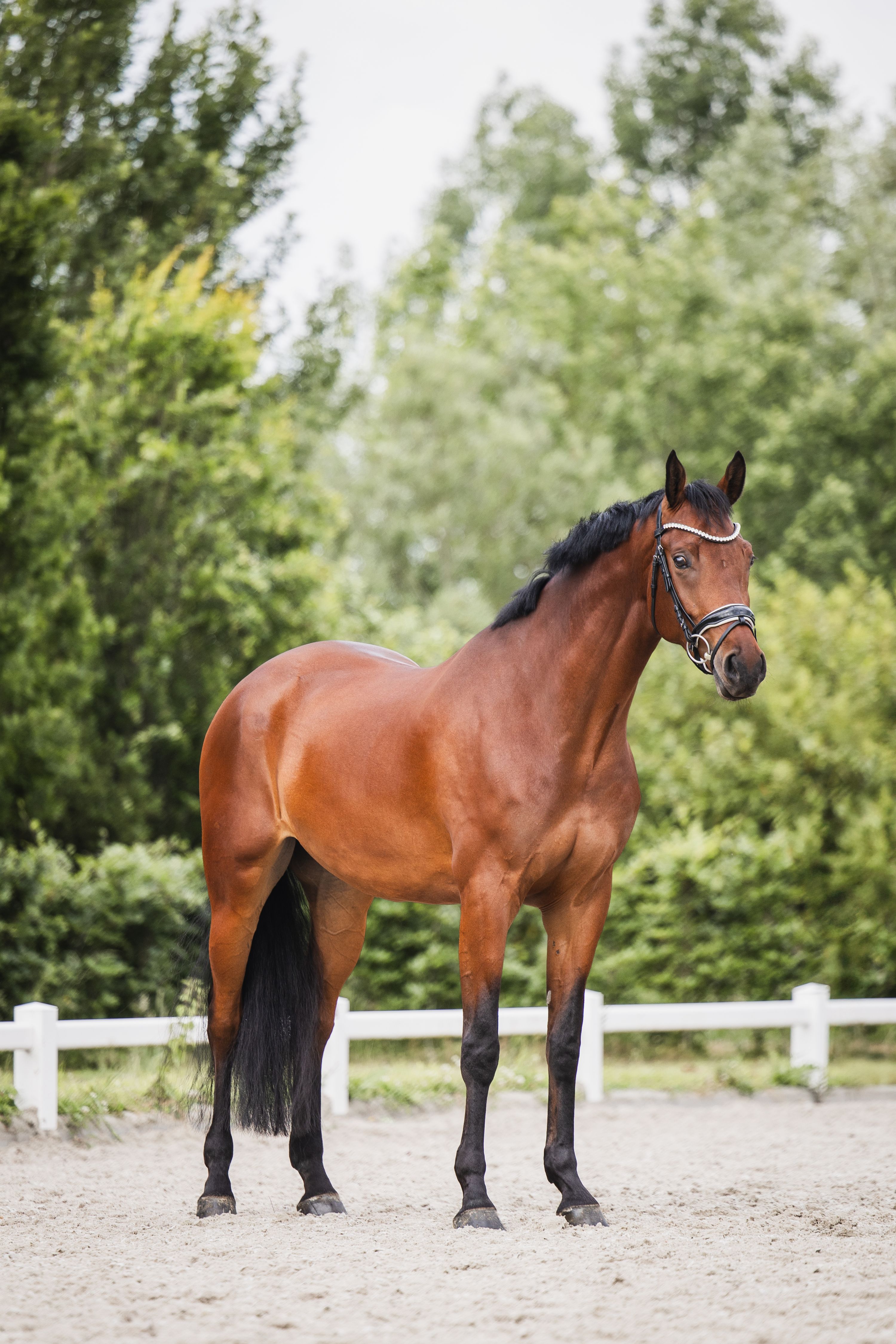 zangersheide dressuurpaard ruin 5 ans bruin à vendre - Photo 2