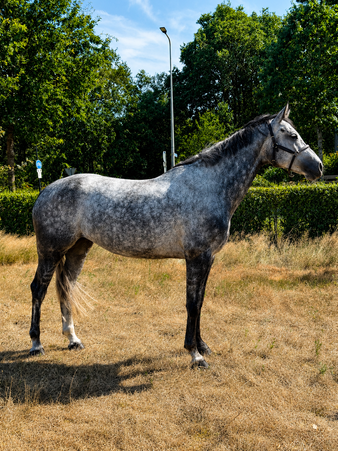Cavalla 5 anni Cornet Obolensky X Big Star Jr K Z