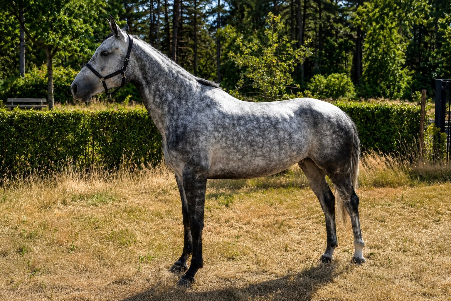 kwpn springpaard merrie 5 years old schimmel for sale - Photo 3