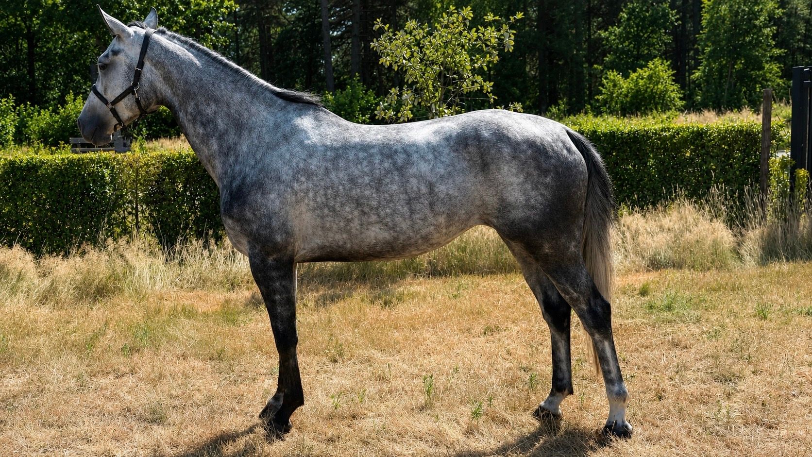 kwpn springpaard merrie 5 years old schimmel for sale - Photo 4