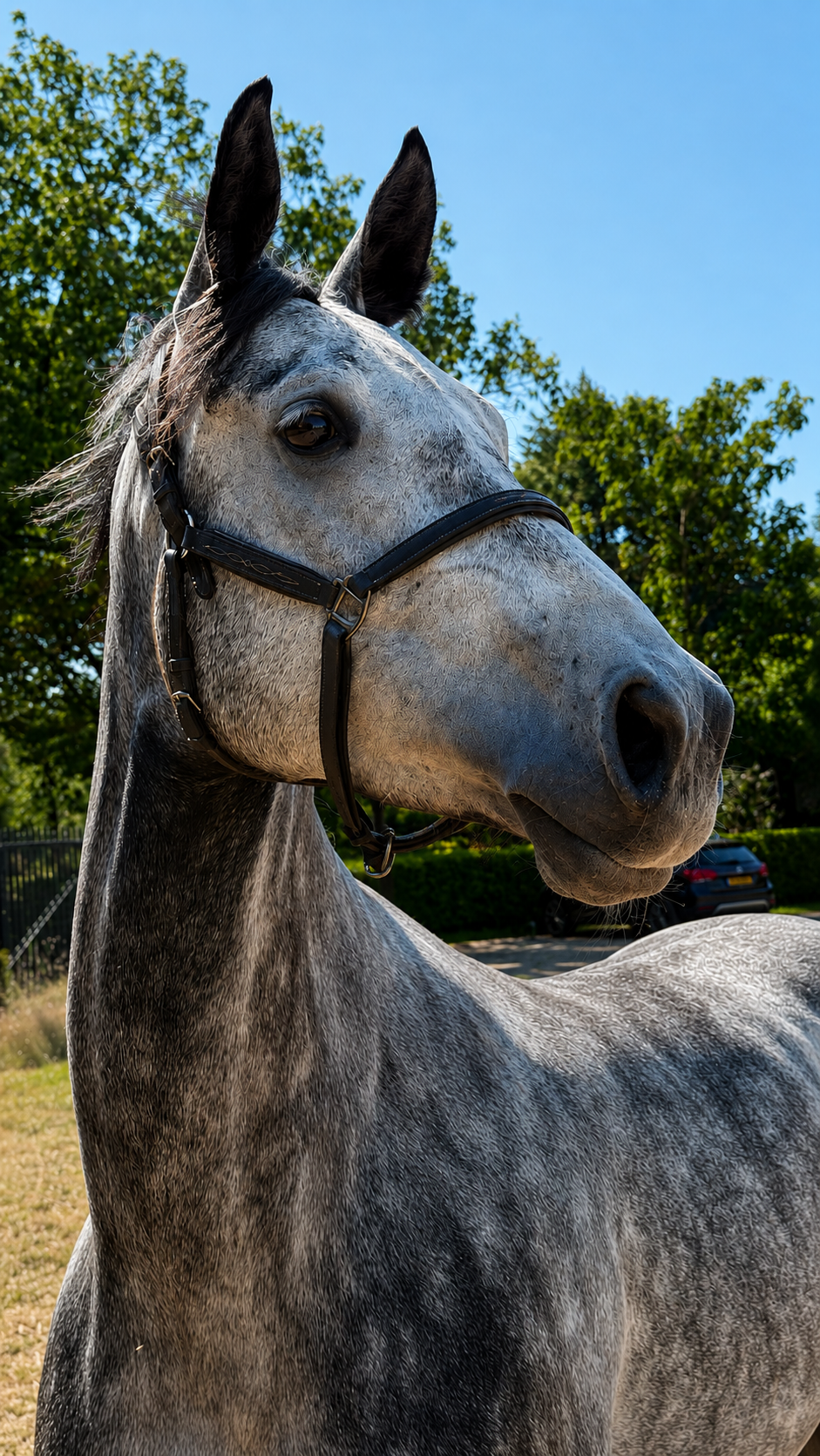 kwpn springpaard merrie 5 years old schimmel for sale - Photo 5