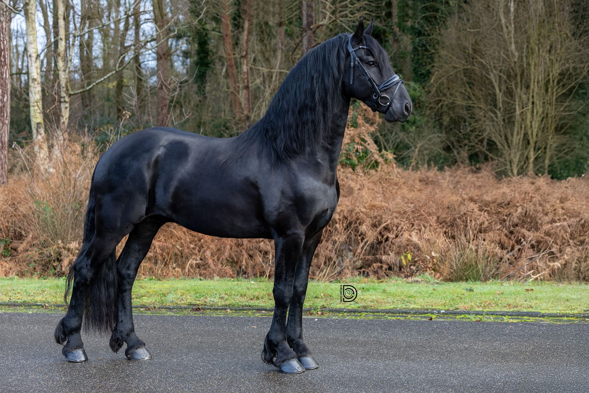 Friesian Ster Stallion, power and imposing presence