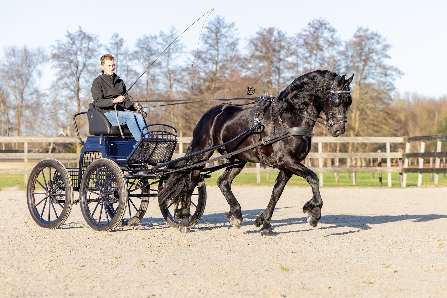 dressuurpaard hengst 4 ans zwart à vendre - Photo 2