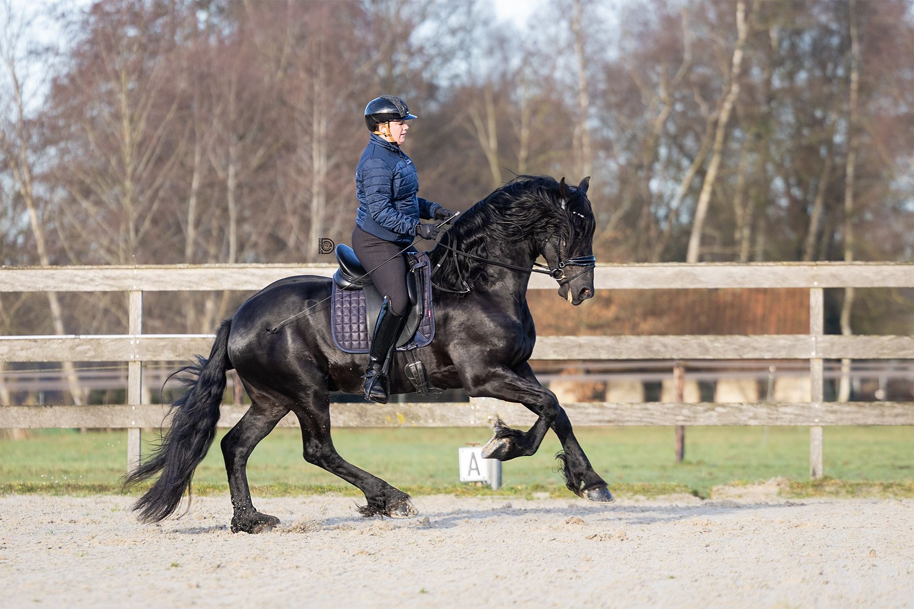 dressuurpaard hengst 4 ans zwart à vendre - Photo 3