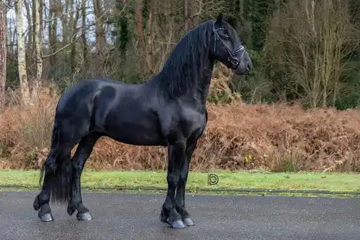 dressuurpaard hengst 4 ans zwart à vendre - Photo 4