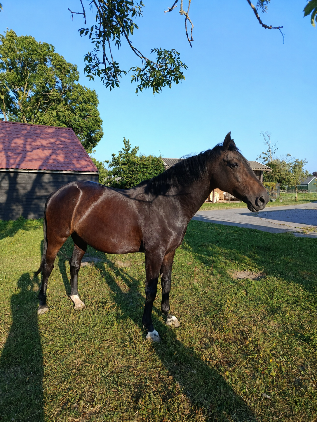 kwpn dressuurpaard ruin 15 years old zwart for sale - Main photo