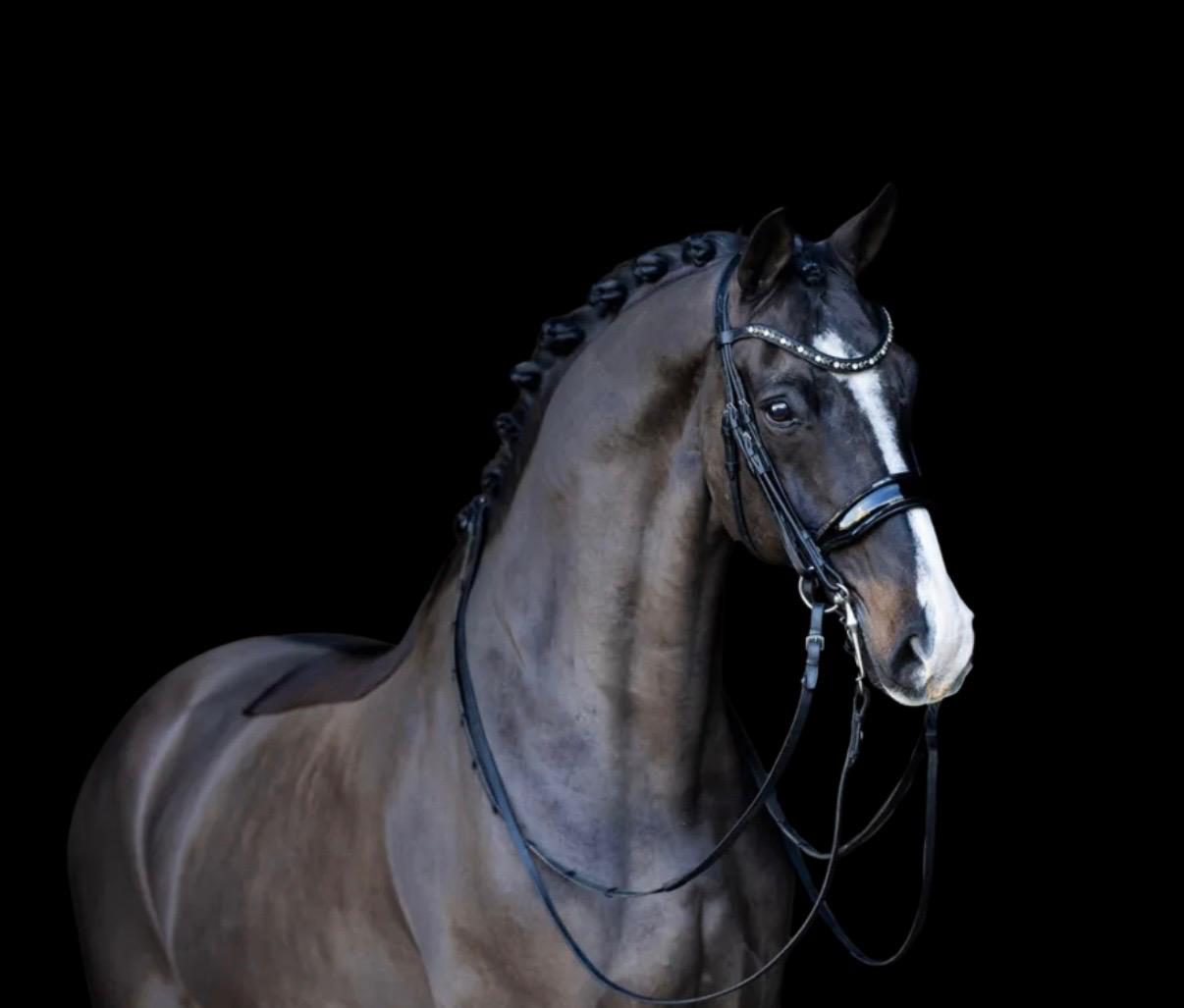 dressuurpaard ruin 13 years old for sale - Main photo