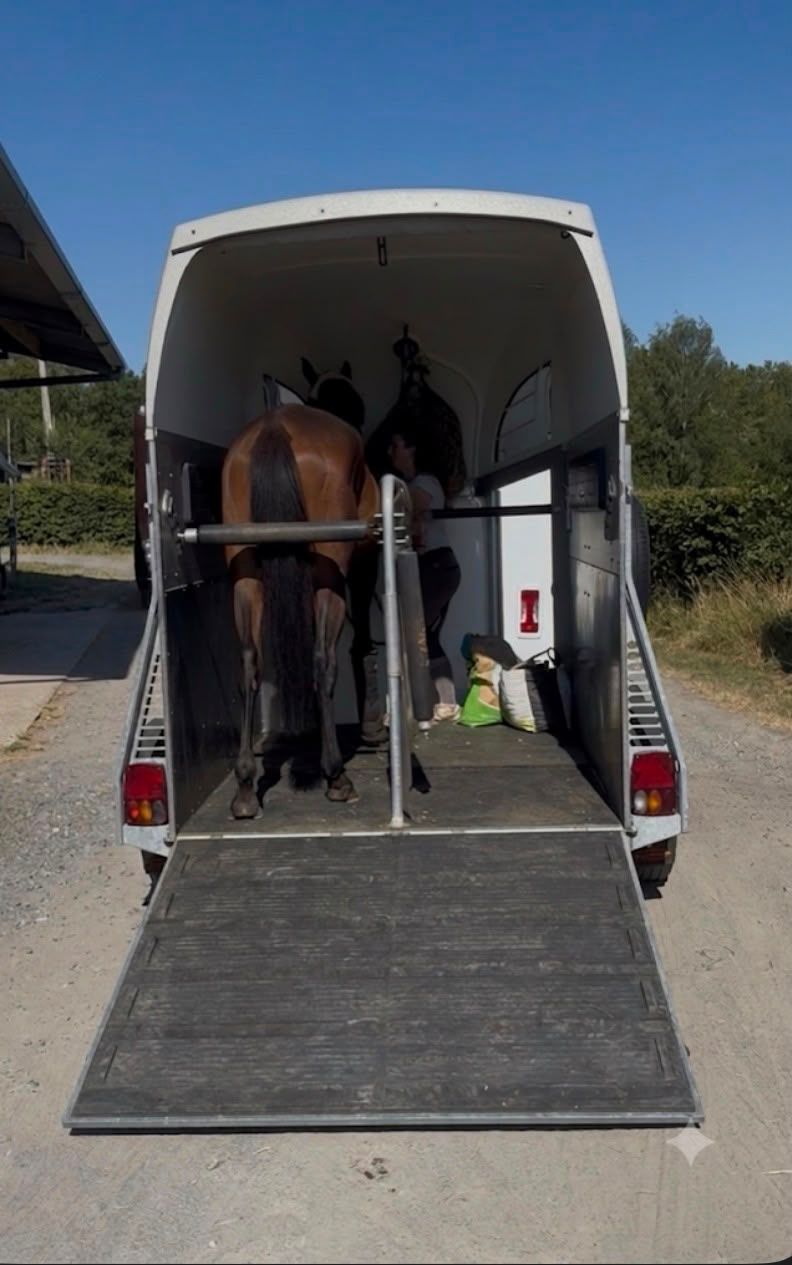 selle-francais recreatie-paard ruin 4 years old bruin for sale - Photo 6