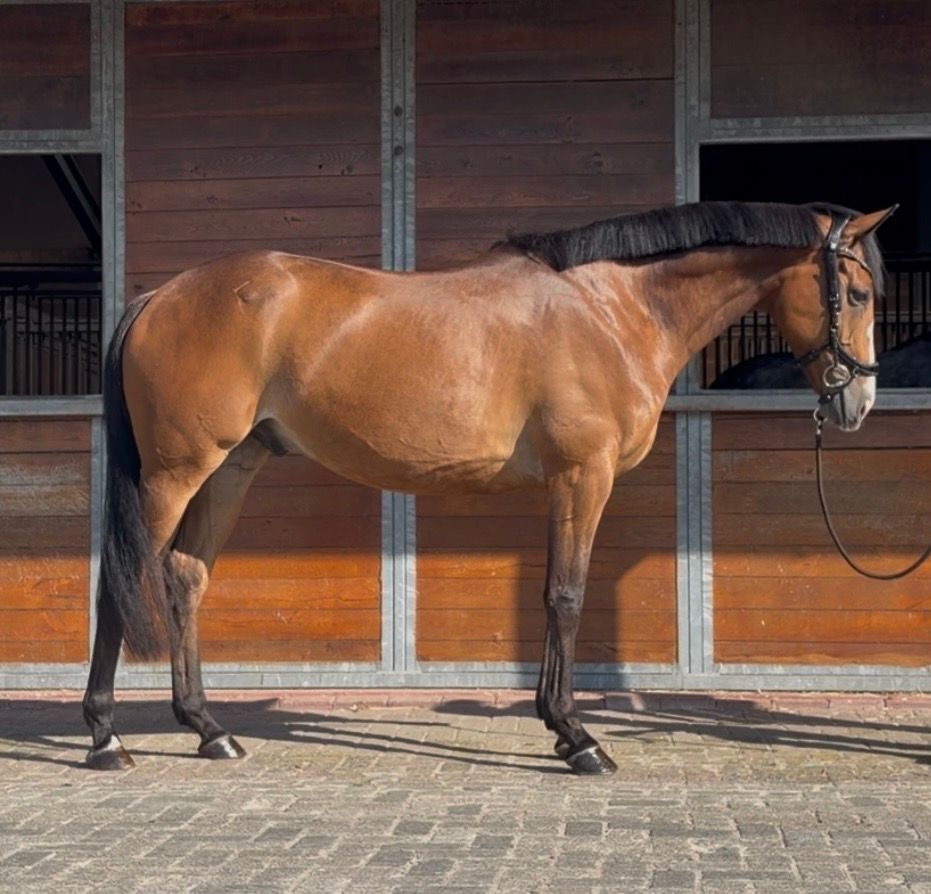 Willing and sweet gelding for sale