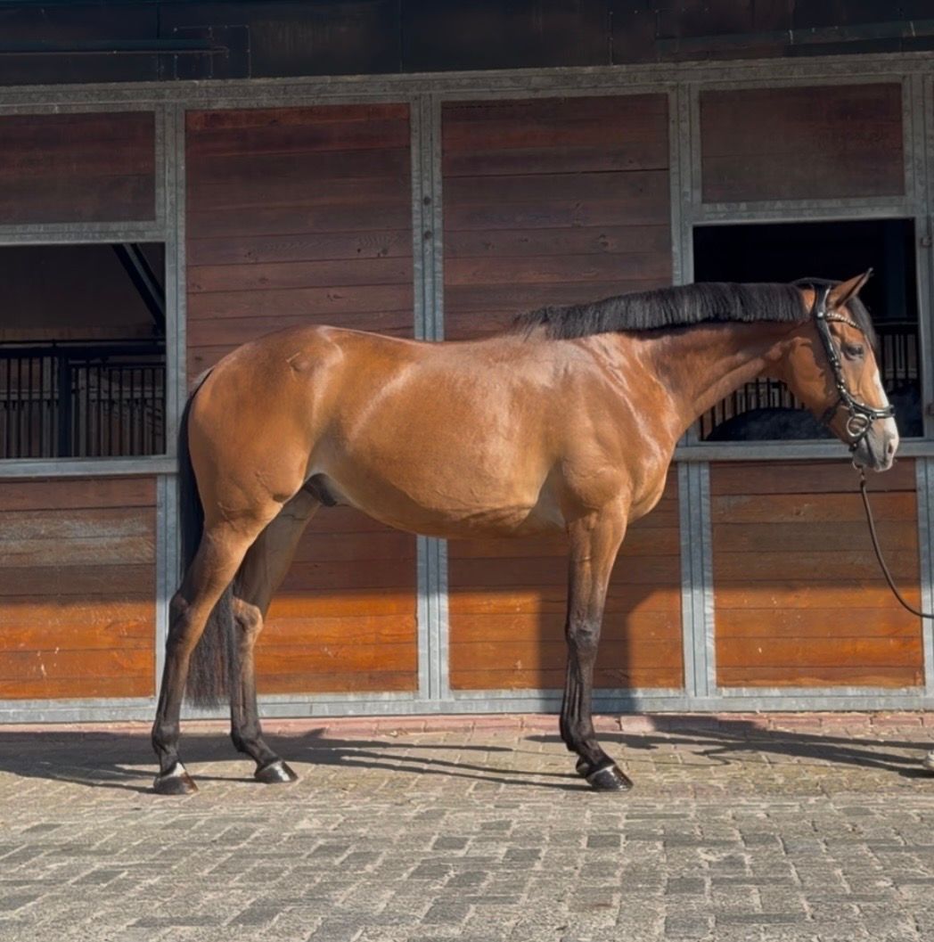 volbloed allrounder ruin 9 years old bruin for sale - Photo 6