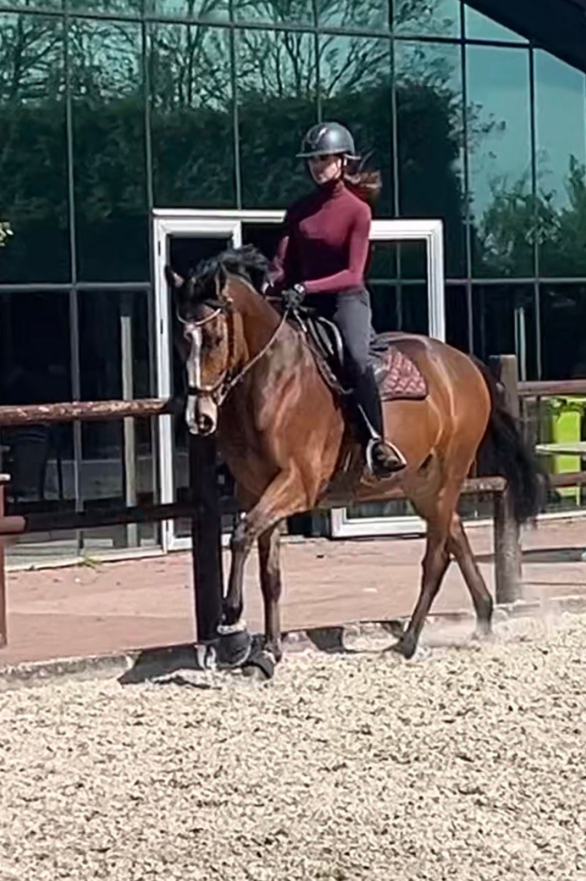 volbloed allrounder ruin 9 years old bruin for sale - Photo 3