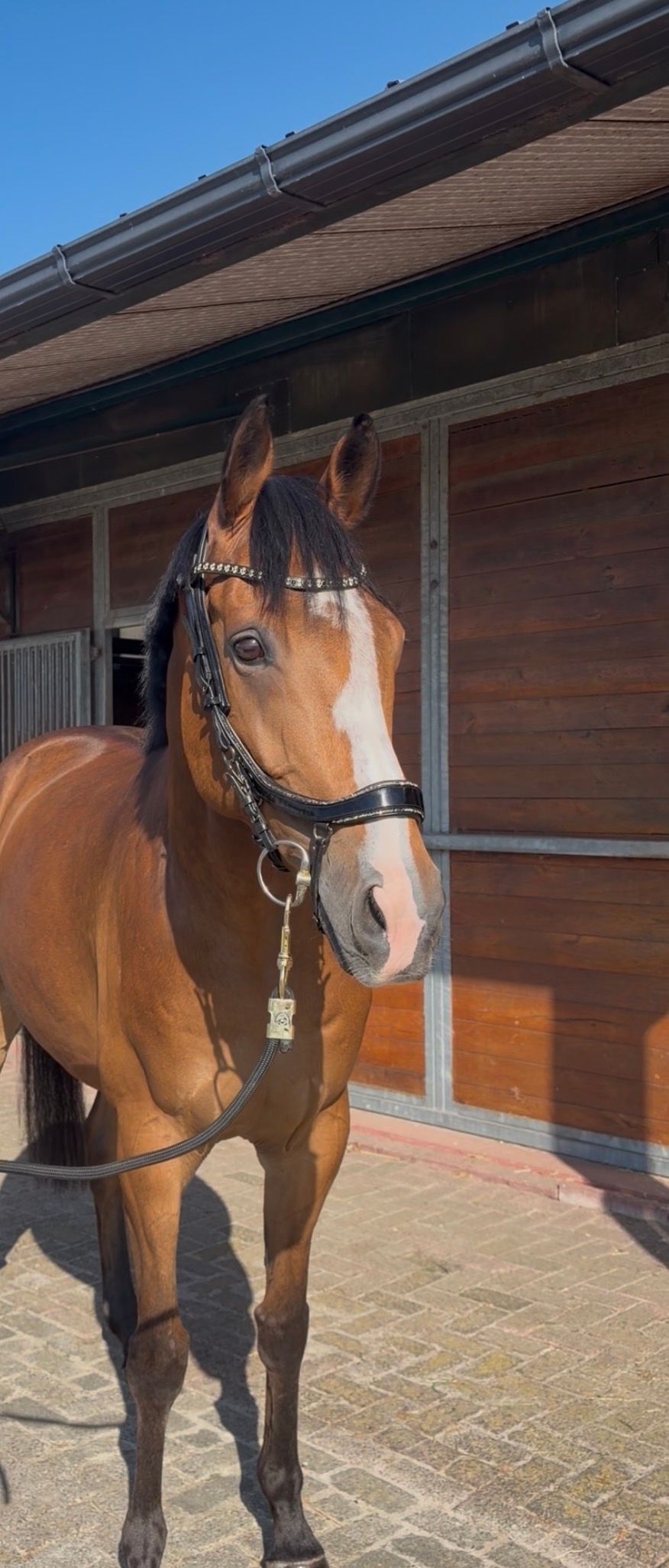 volbloed allrounder ruin 9 years old bruin for sale - Photo 2