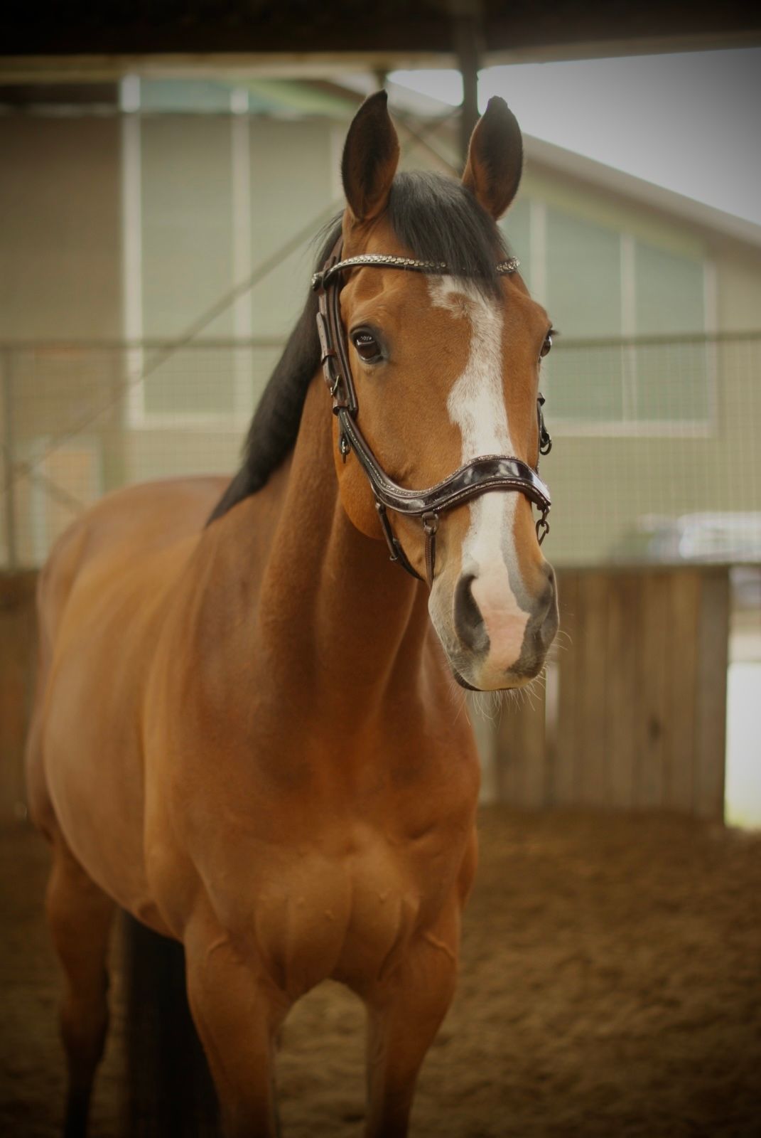 volbloed allrounder ruin 9 years old bruin for sale - Photo 5