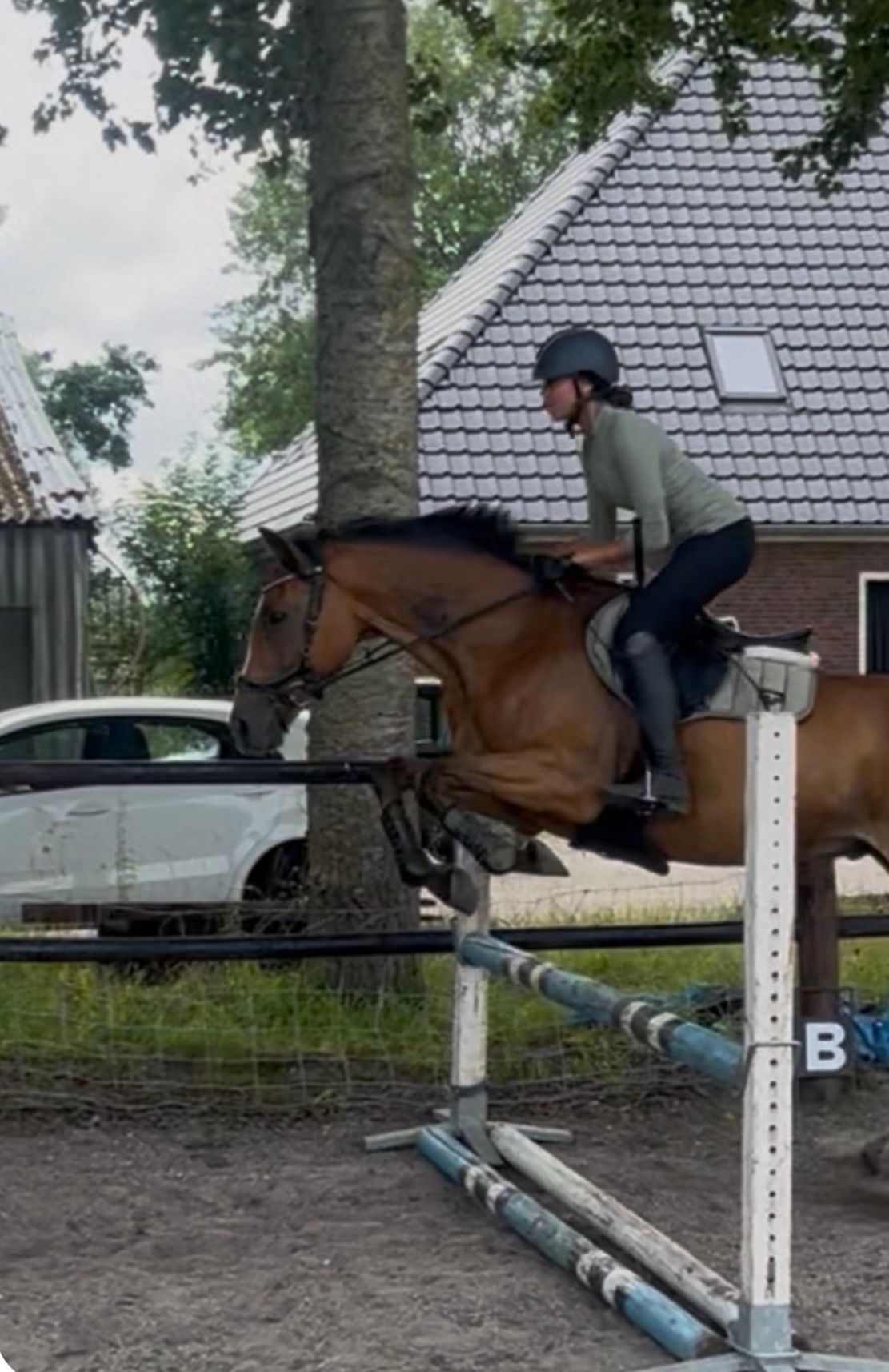 volbloed allrounder ruin 9 years old bruin for sale - Photo 4
