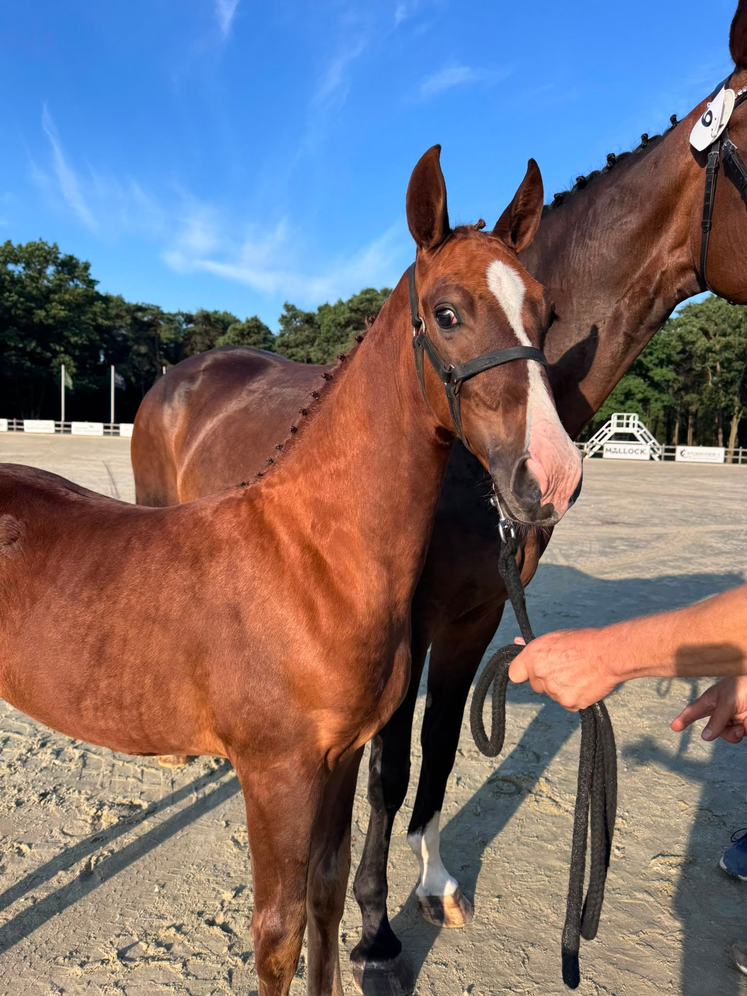 kwpn dressuurpaard merrie 14 years old donkerbruin for sale - Photo 3
