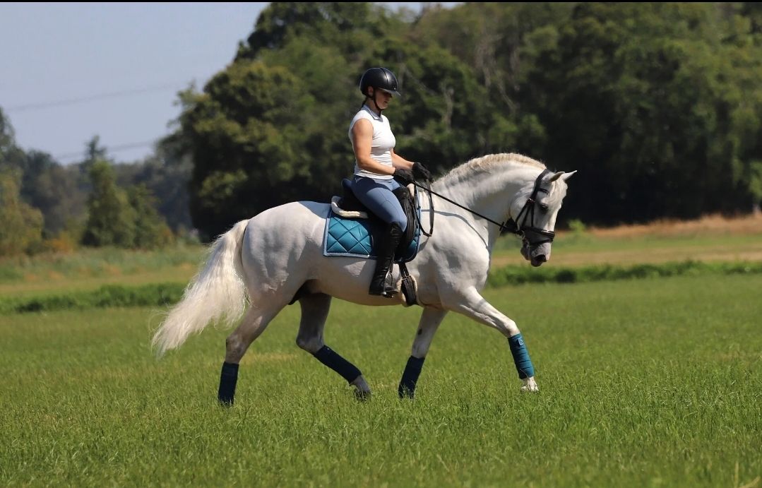 pre dressuurpaard hengst 7 years old andere-kleur for sale - Photo 2