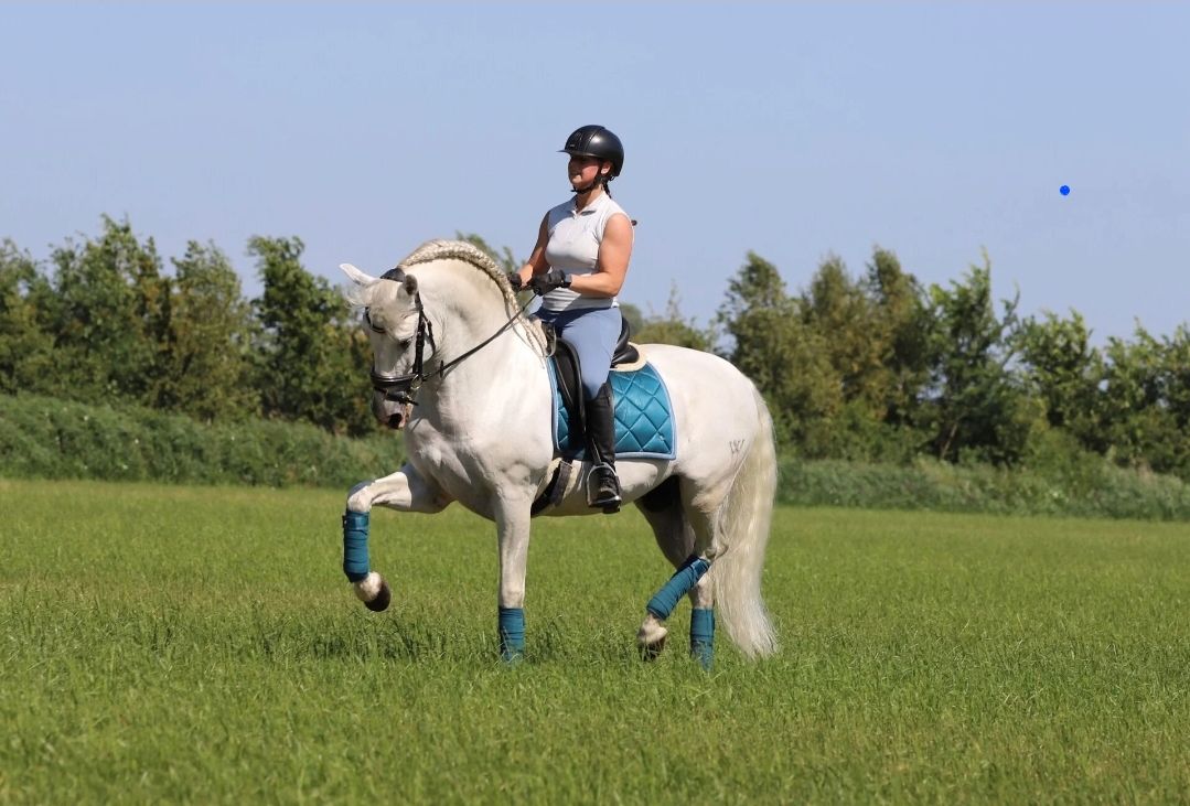 pre dressuurpaard hengst 7 years old andere-kleur for sale - Photo 5
