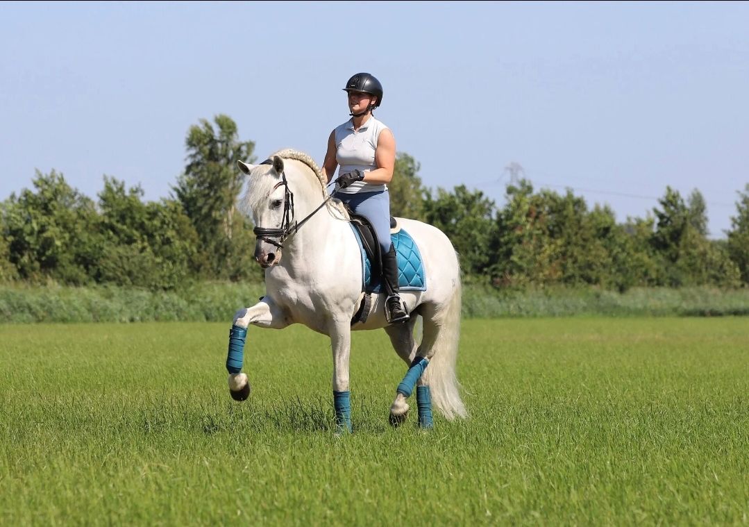 pre dressuurpaard hengst 7 years old andere-kleur for sale - Photo 3