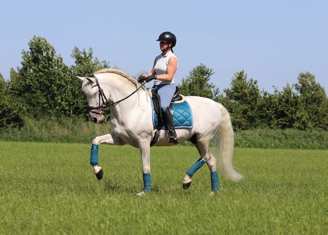 pre dressuurpaard hengst 7 years old andere-kleur for sale - Photo 6