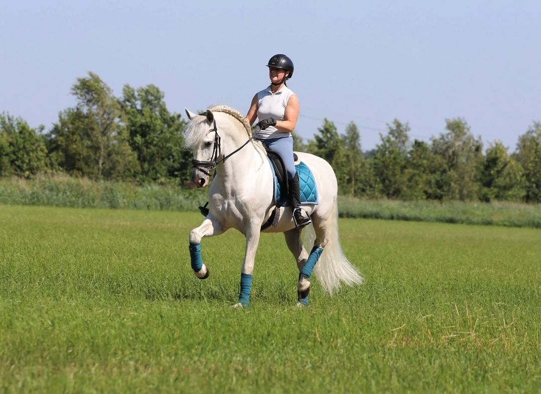 pre dressuurpaard hengst 7 years old andere-kleur for sale - Photo 4