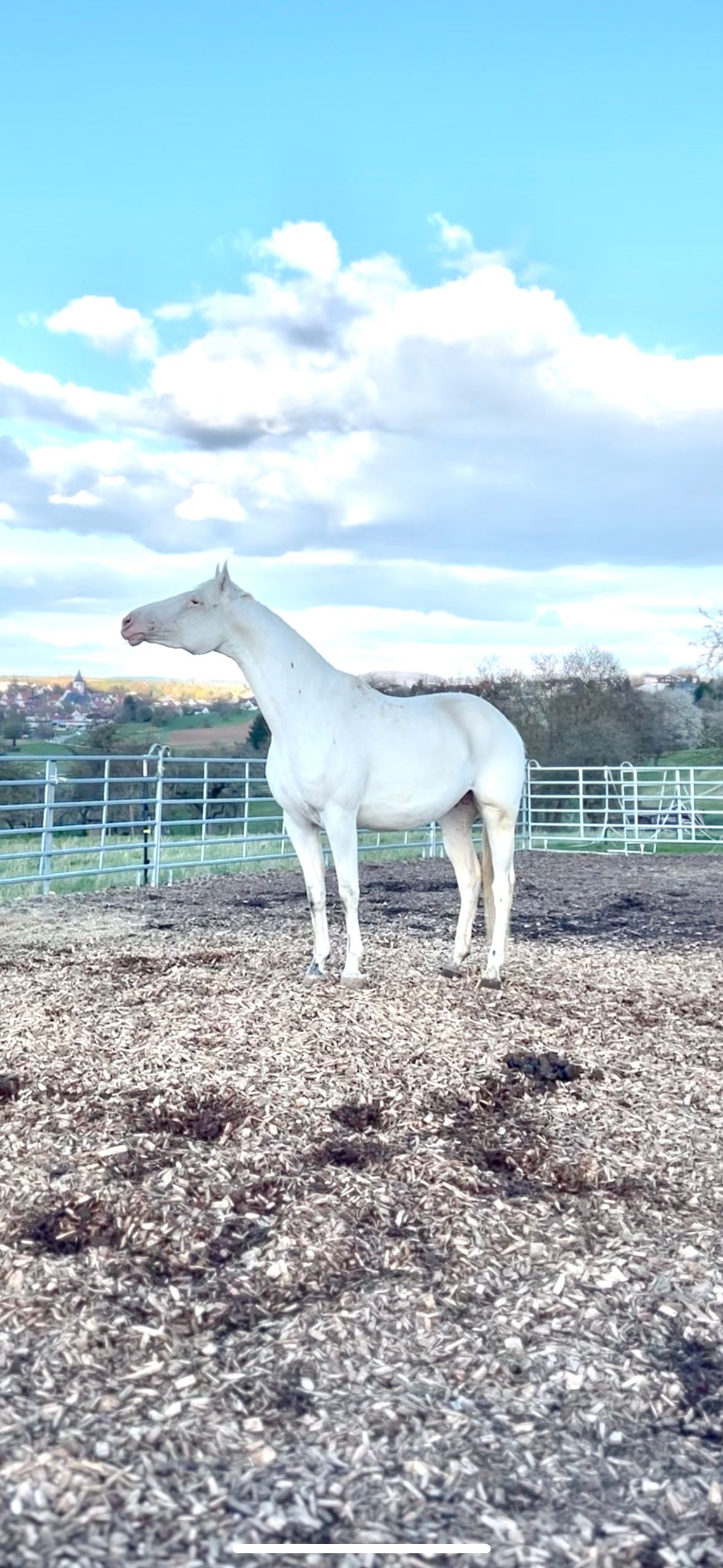 pools allrounder merrie 4 years old andere-kleur for sale - Photo 2